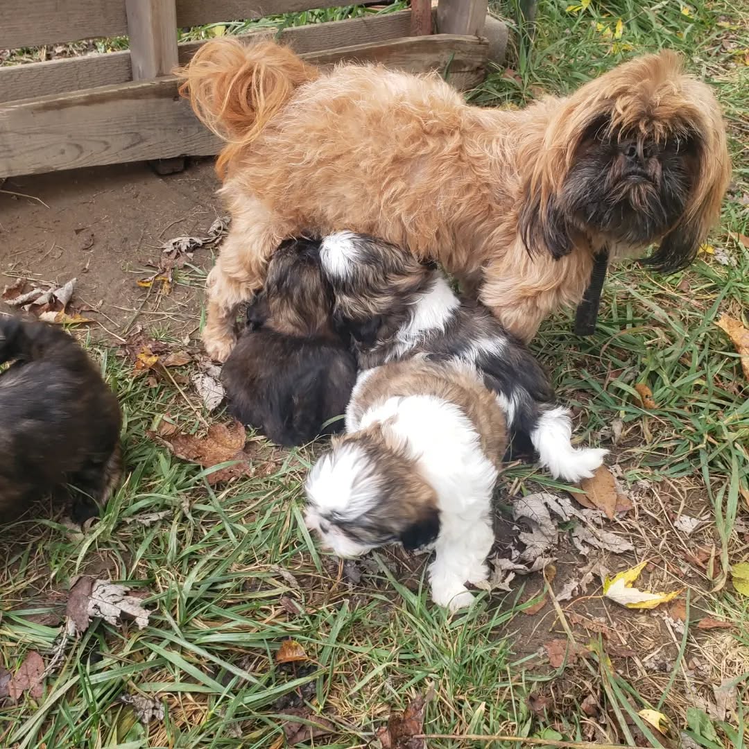 A little sun and pups getting older means... their first day outside! Oh, how they enjoyed burrowing in the grass and discovering dirt. I can't wait to see them start jumping and running!