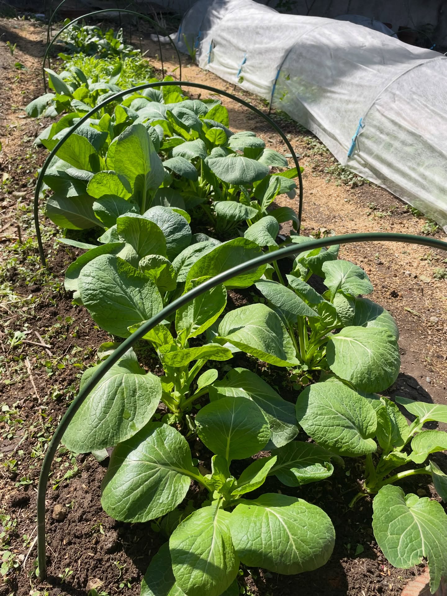 小田クラインガルテンの畑の様子です。
11月に苗植えをした小松菜が食べ頃を迎えています。
まずは初収穫したものをTAMARIBARに並べてみました。
暖かくなってきて、種蒔きした野菜も来週末くらいには収穫出来るとか思います。
ワークショップ参加者の方には優先的にお配りしますので、ご連絡下さい。😊
#つくば市#クラインガルテン#ワークショップ#家庭菜園#小松菜