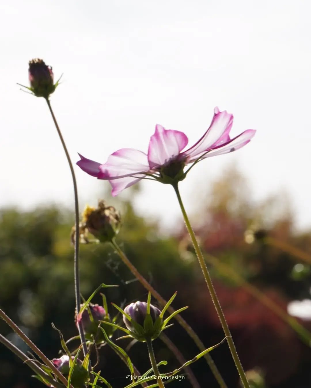 WILDBLUMENWIESE 🌱🐝
Es muss nicht immer nur Rasen sein!
Blumenflächen können wunderschön in Rasenflächen integriert werden. 🌸 Entweder als "Blumeninseln" oder "Blühstreifen". So kann die große Rasenfläche optisch in kleinere Räume untergliedert werden.
❗Außerdem sind Wildblumenansaaten sehr wertvoll als Nahrungsquelle und als Lebensraum für Insekten.
💡 In Pflanzkübeln als Unterpflanzung von Sträuchern oder in Balkonkästen eignen sich diese Ansaaten ebenfalls super! So ergeben sich langanhaltende Farbtupfer auf der Terrasse oder dem Balkon.
.
.
.
.
.
.
.
.
.
.
.
.
.
.
#Landschaftsarchitektur #landschaftsfotografie #Landschaftsgestaltung #landschaftsphotography #landscapedesign #Gartengestaltung #gardendesign #gardeninspo #gartenjournal #gartenfotografie #gartenbau #gartenblog #grünoaseinderstadt #grünanlagen #grünoase #grünerwohnen #grünimgarten #grünkonzepte #grünpflanzen #gartenplanung #gartenkonzepte #wildblumenwiese #insektenfreundlich #wissenswert #wissentogo #fotografierenmitherz #fotograf #photography