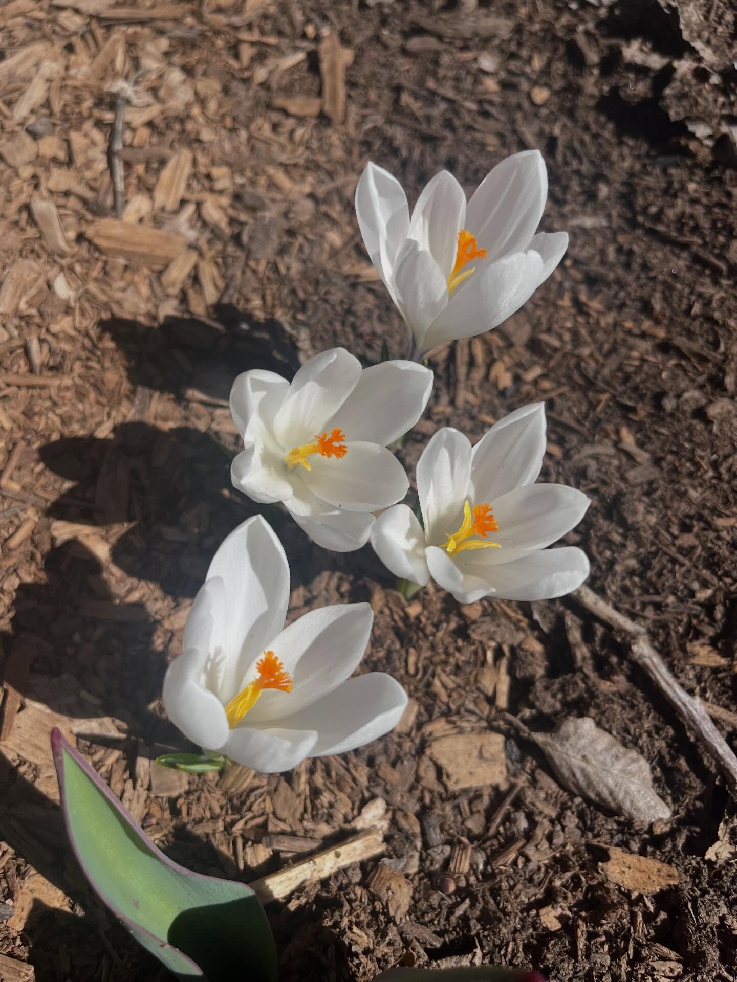 Our first flowers have popped up! 🌼 ❄️
Little crocuses have made it through the winter (hardly a winter this year)
#springhassprung #schooltofarm #mstfp #lettuceturnipthebeet #farmtoschoolmonth