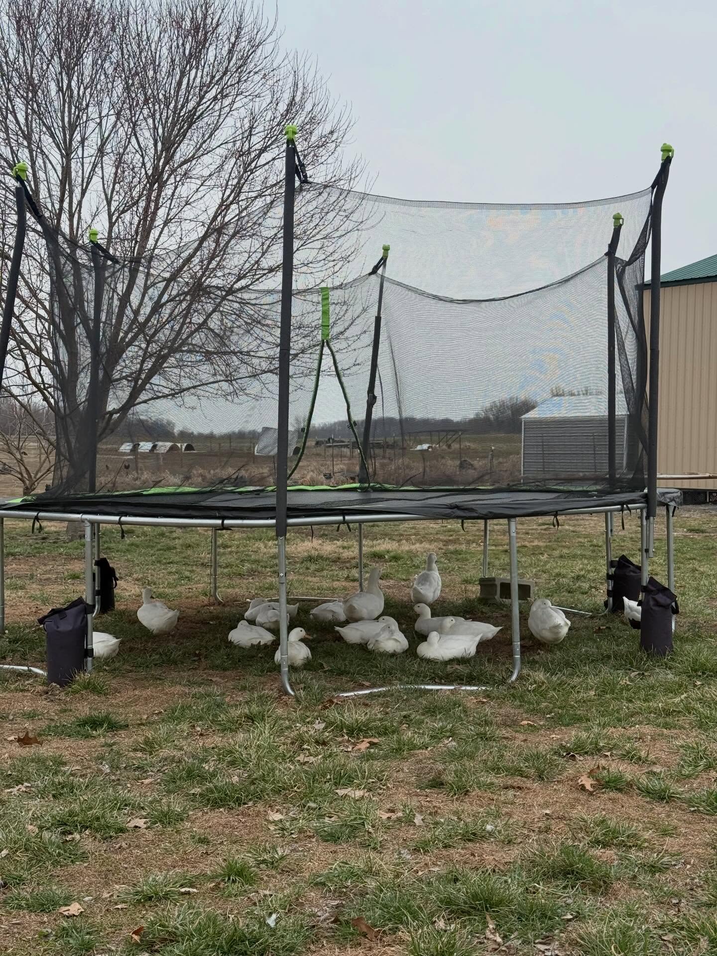 Our quacking friends have started to lay again. If you have been waiting, now is the time to finally have those delicious duck eggs as part of your farm delivery.