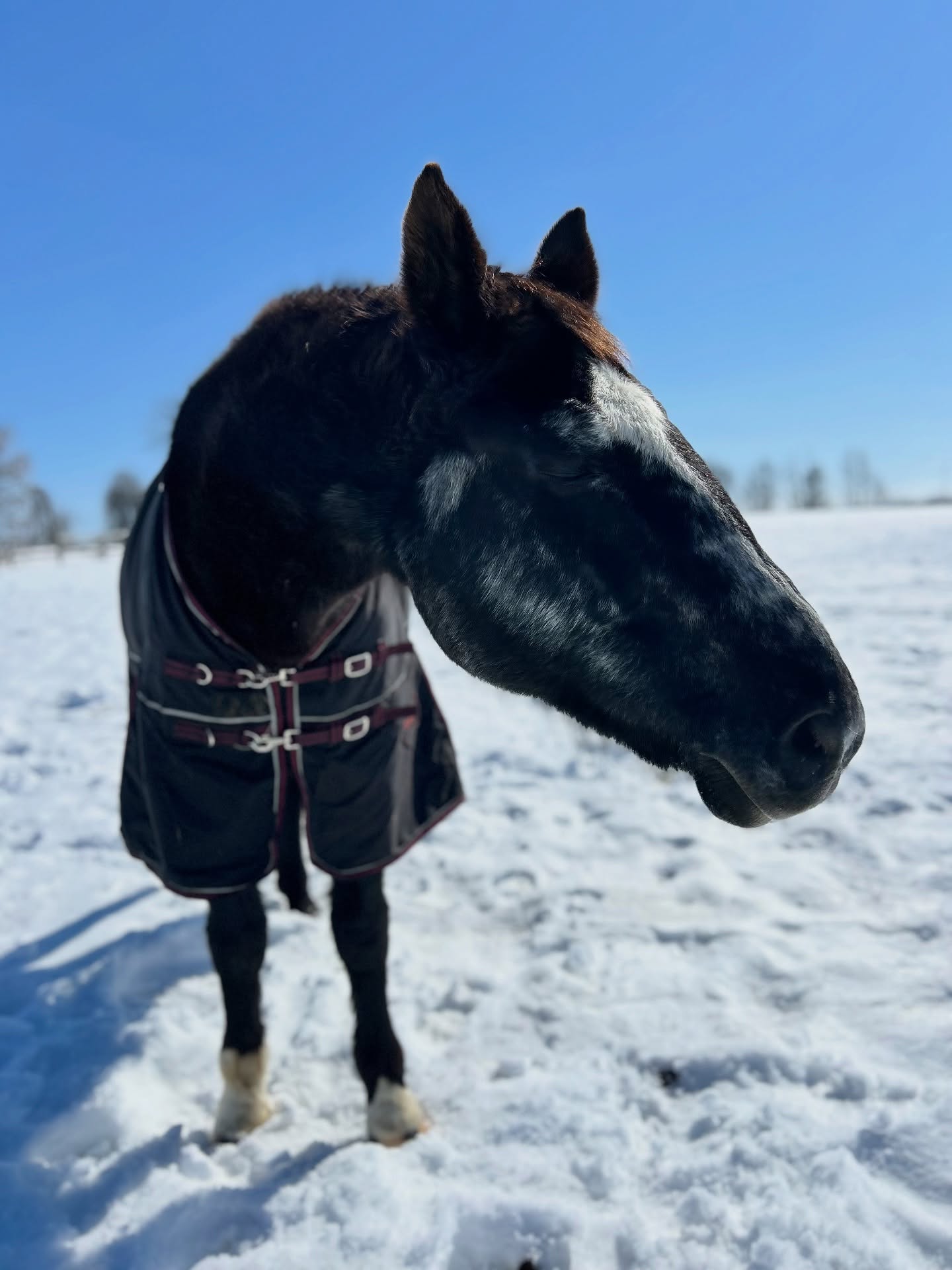 That first taste of spring sunshine ☀️🌷🌿
📸: Teddy soaking it all in 💛
#tufftherapeuticridingfoundation #tufftherapeuticriding #firsttasteofspring #marchsunshine #tuffhorses