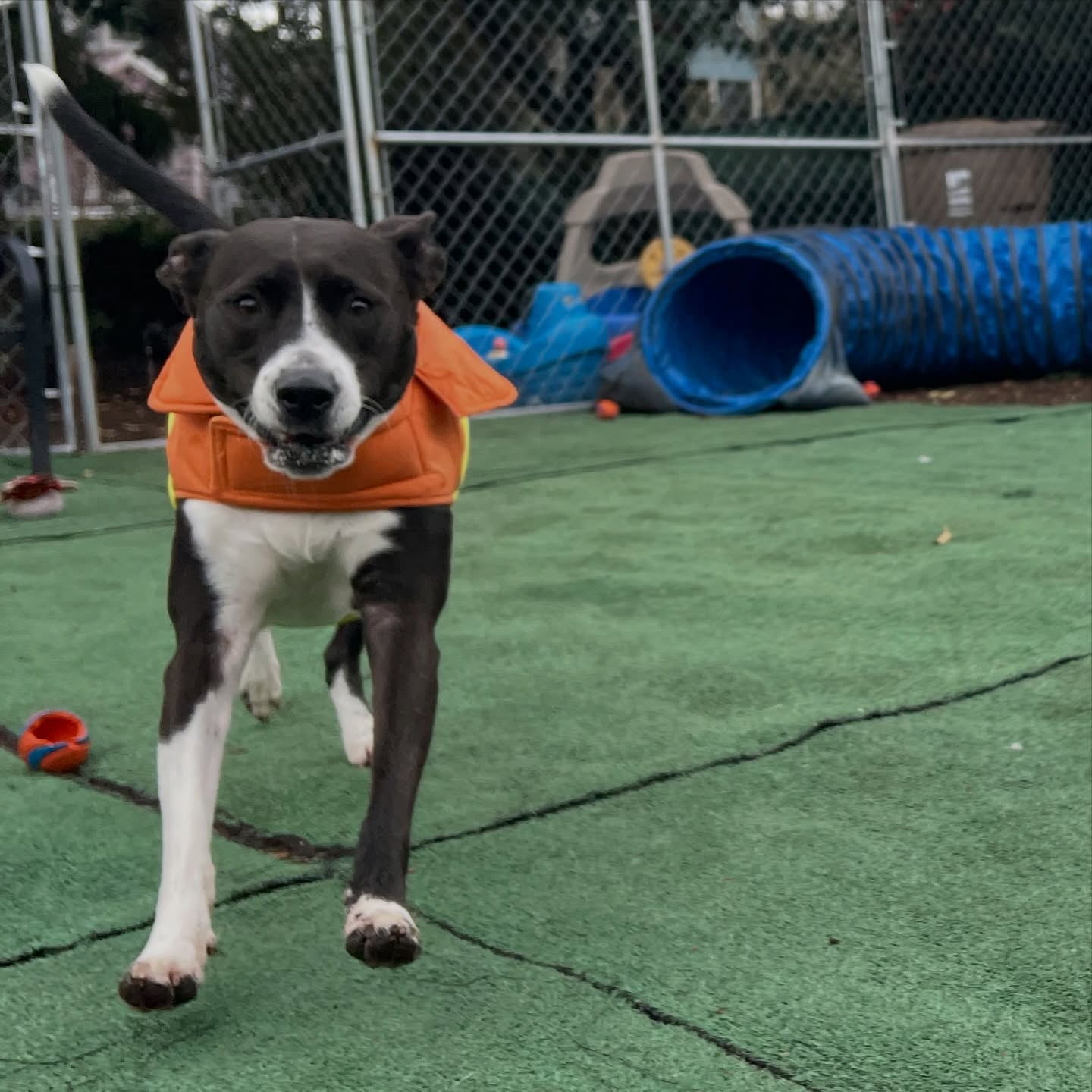 Happy Friday! Hope these cute faces brighten up you day! #pawsplayhouse