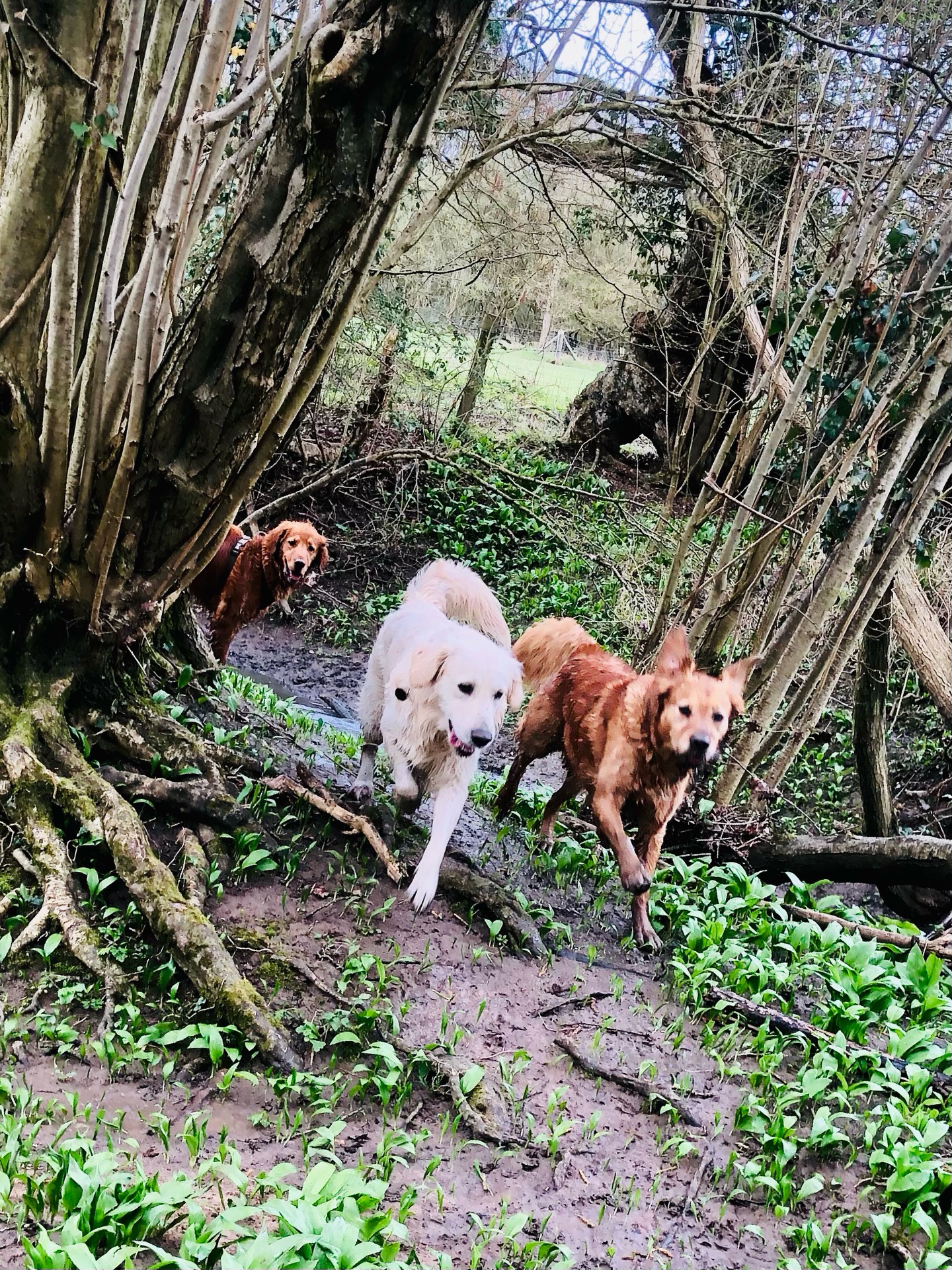 Exploring. 🔍🐾
If your dog would like to have a walk with us then contact us at www.ardendogwalking.co.uk and check out our half-day experience.
#ullenhall #tanworthinarden #hockleyheath #henleyinarden #dog