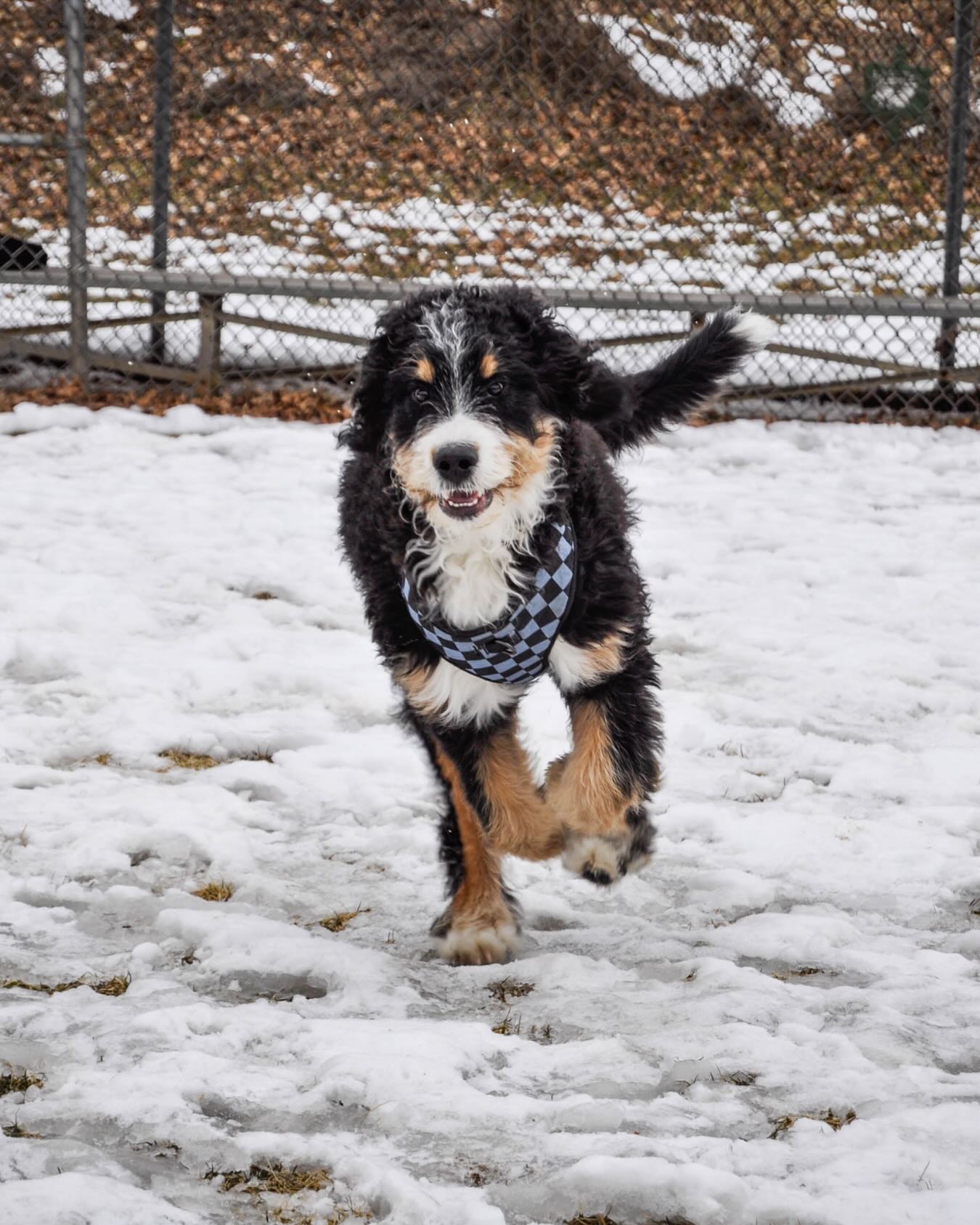 Cold air, warm hearts. ๐ซ#WagWithWilliam #FearFreeTraining #PositiveReinforcement