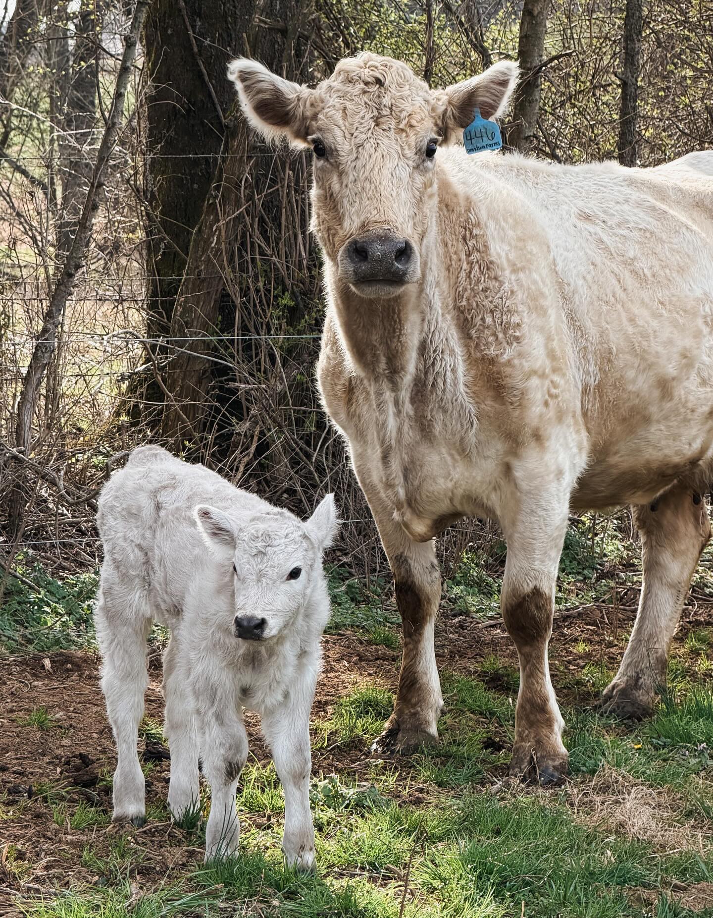 The sweetest little smokey white calf was born this week.
Thank you Lord for the gift of life! Help us name her in the comments. 🖤
#farm #cowsofinstagram #homestead #baby
