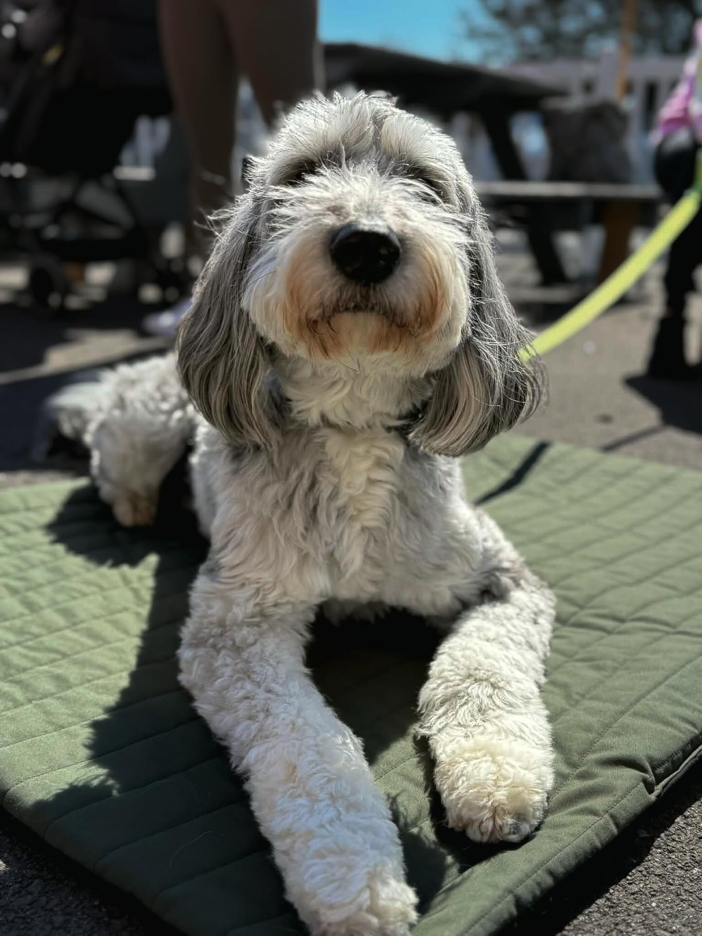 Warmer weather group training >
#grouptraining #dogtraining #dogtrainer