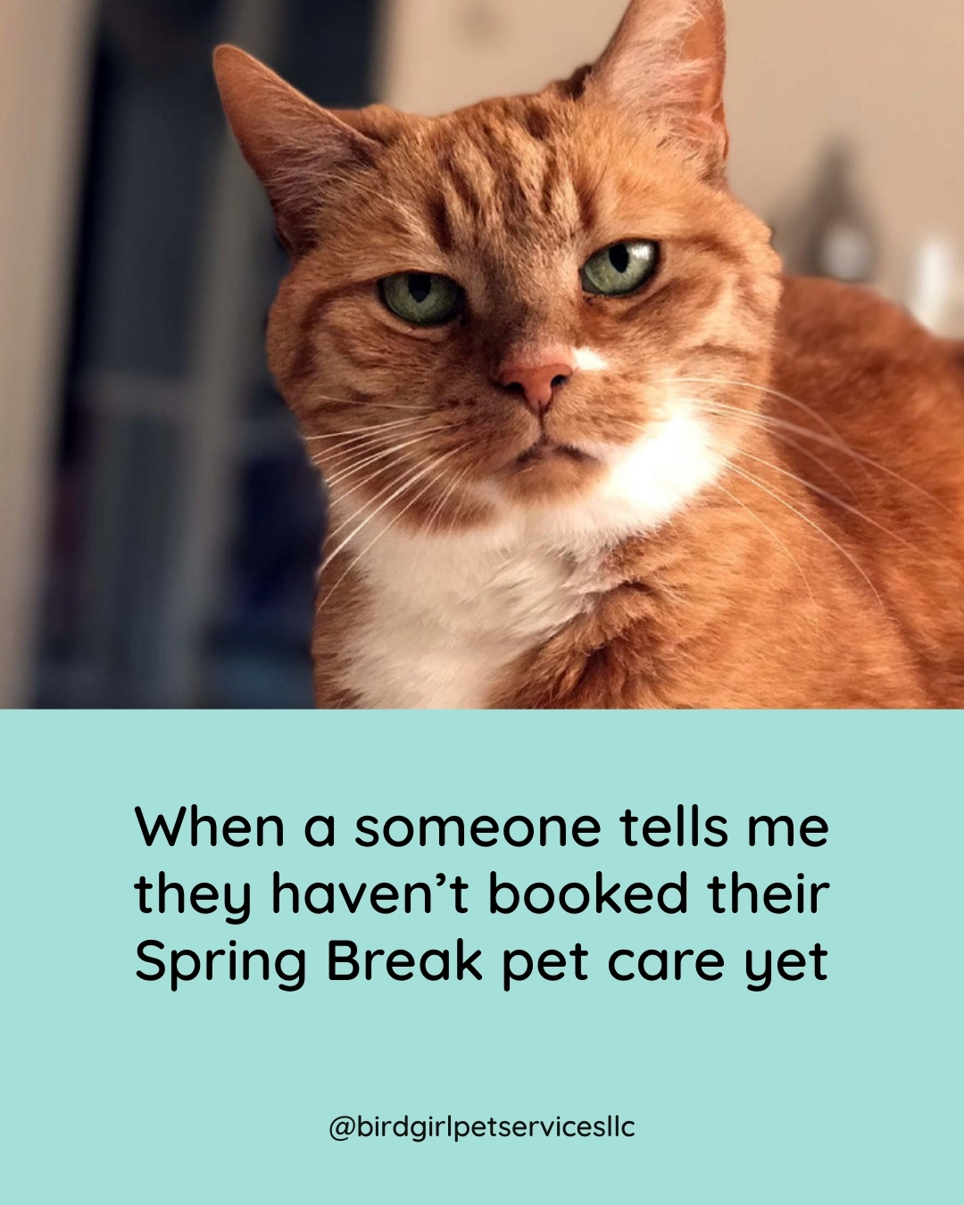 March is when calendars start filling up fast - spring break trips, long weekends, and early summer planning.
If you have pets, their care isn't something you want to leave the chance.
Specialized care matters. Routine matters. Experience matters.
If you're traveling this spring, now is the time to secure your cat's care with Bird Girl Pet Services!
Head on over to our website to reserve your dates before our calendar fills!