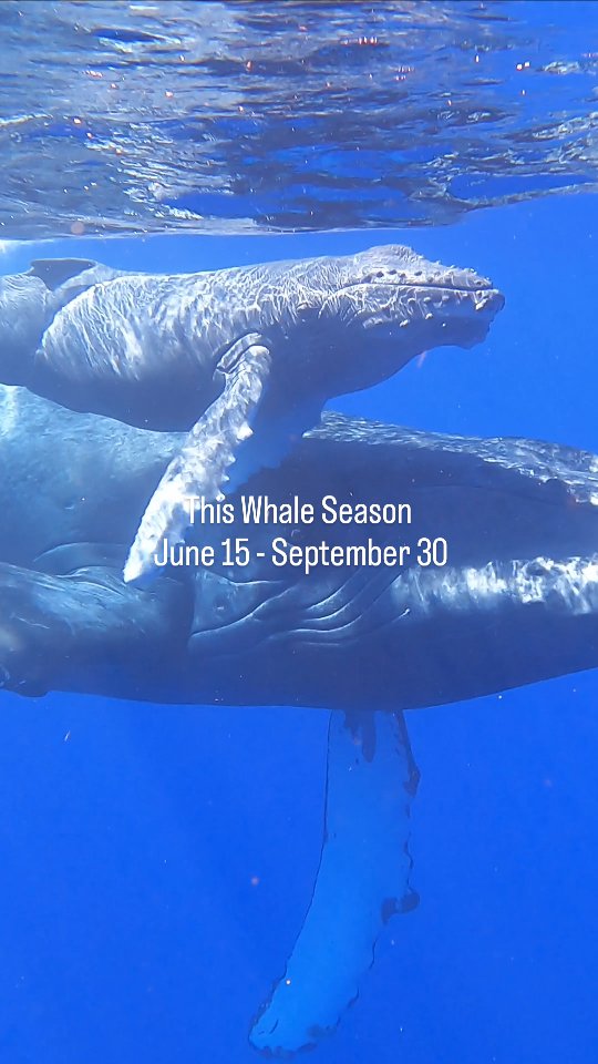 Our new Whale Whisperer package makes it easy to explore this natural wonderland for a limited time this Whale Season June 15 - September 30th. Whale season is one of the best times to visit us! Often you can spot them tail slapping right in front of the cabins!
The Whale Wisperer Package includes:
All accommodation and food
Cano Island Snorkeling
Exclusive Biological Reserve Guided hike
Whale and Dolphin Watching Tour
Garden Tour and Exotic Tea Tasting
#costarica #costaricatravel #costaricaexperts #jungladeljaguar #corcovadonationalpark