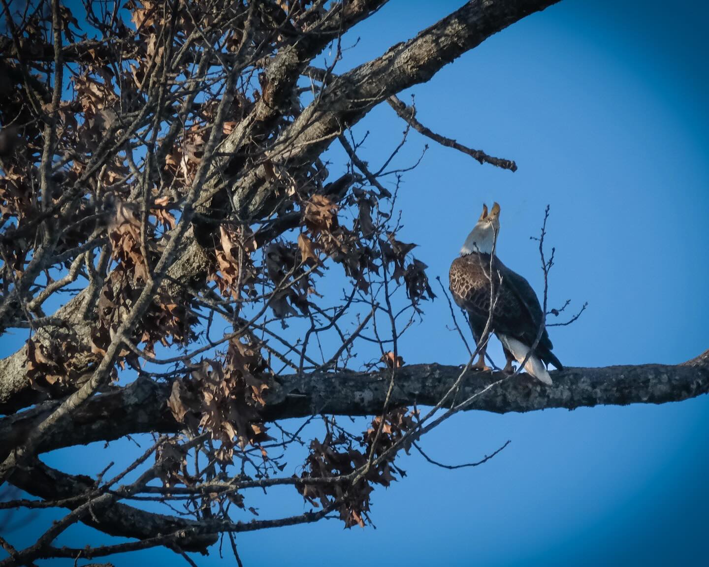 Randy Meisner hits that famous note in “Take It to the Limit!” #Eagles #Eagle
