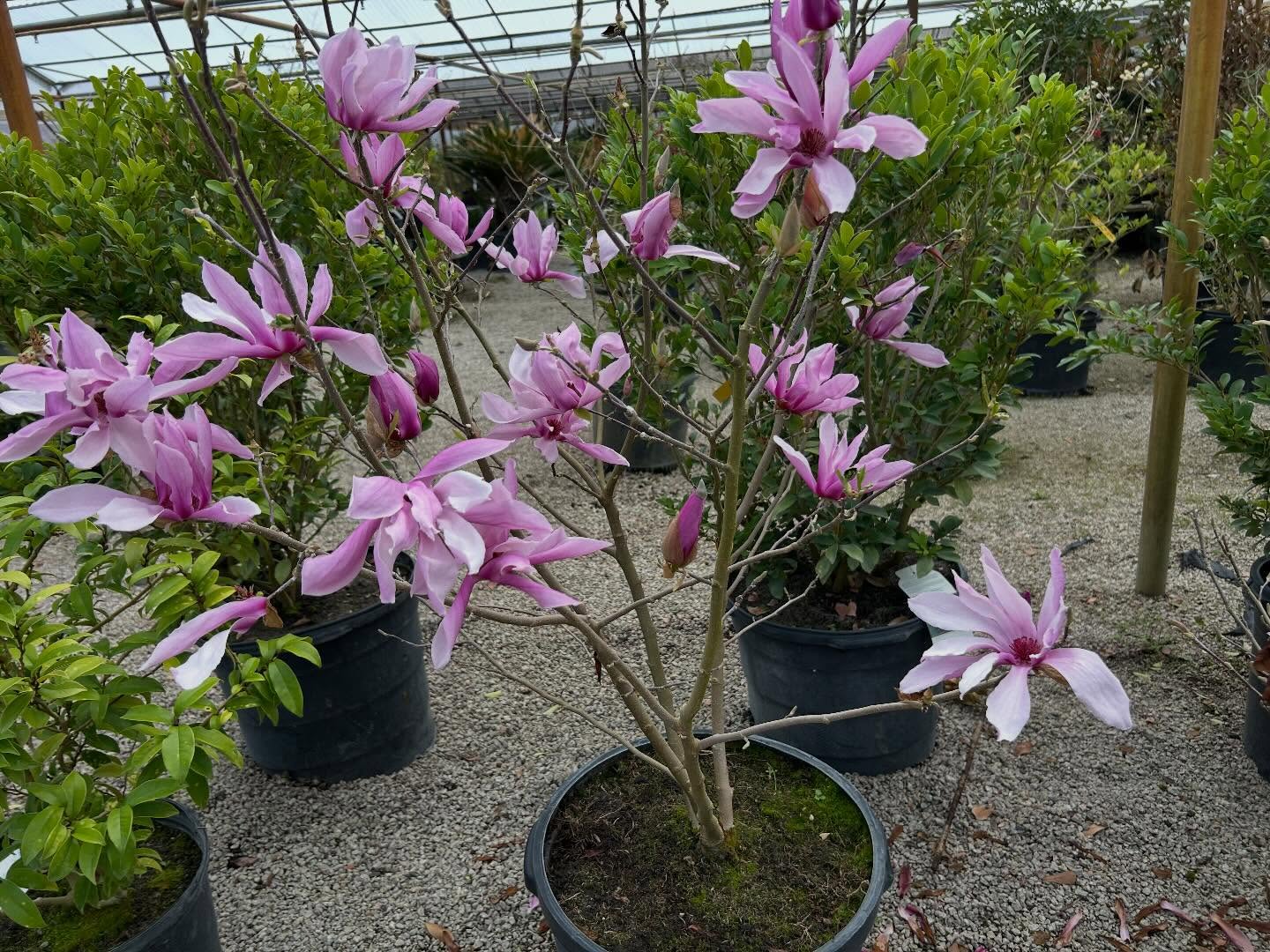 Betty magnolias aka tulip trees are showing off their blooms in this warm spring weather! 🌷🪻🌸 When they bloom spring is almost in full swing!
Come walk the rows of our shrubs and trees in our garden center to find the perfect blooms for you!
#gardencenter #floweringtrees #landscapedesi̇gn #springflowers #tulipstree