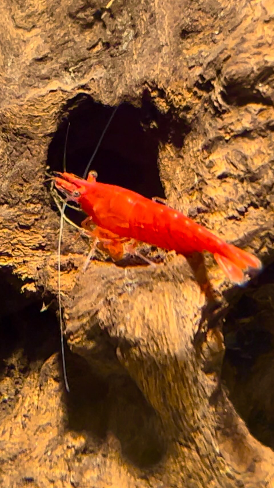 Presentamos el nuevo
Microecosistema marena de gambas y micropeces
#gambas #acuario
#pecesdeacuario #mascotas
#animales