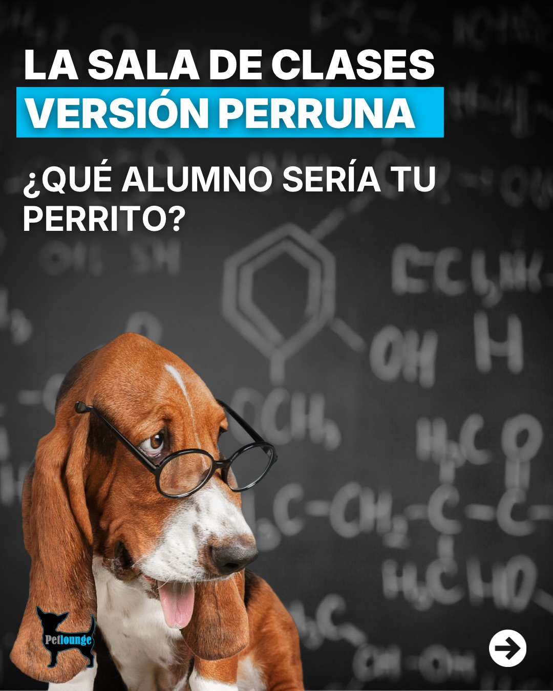🐶 La sala de clases versión perruna.
¿Tu perro sería el mateo, el chistoso o el que copia?
Te leemos 👇