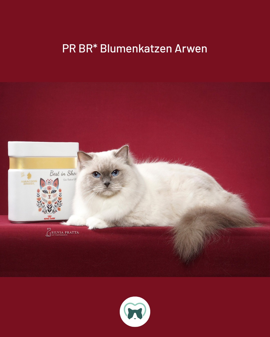 💚 PR BR* Blumenkatzen Arwen 💚
2x BIS em Amacoon - Santos/SP
Nossa rainha, já tem 10 anos e parece uma menina 😻
Fotos: @silviapratta