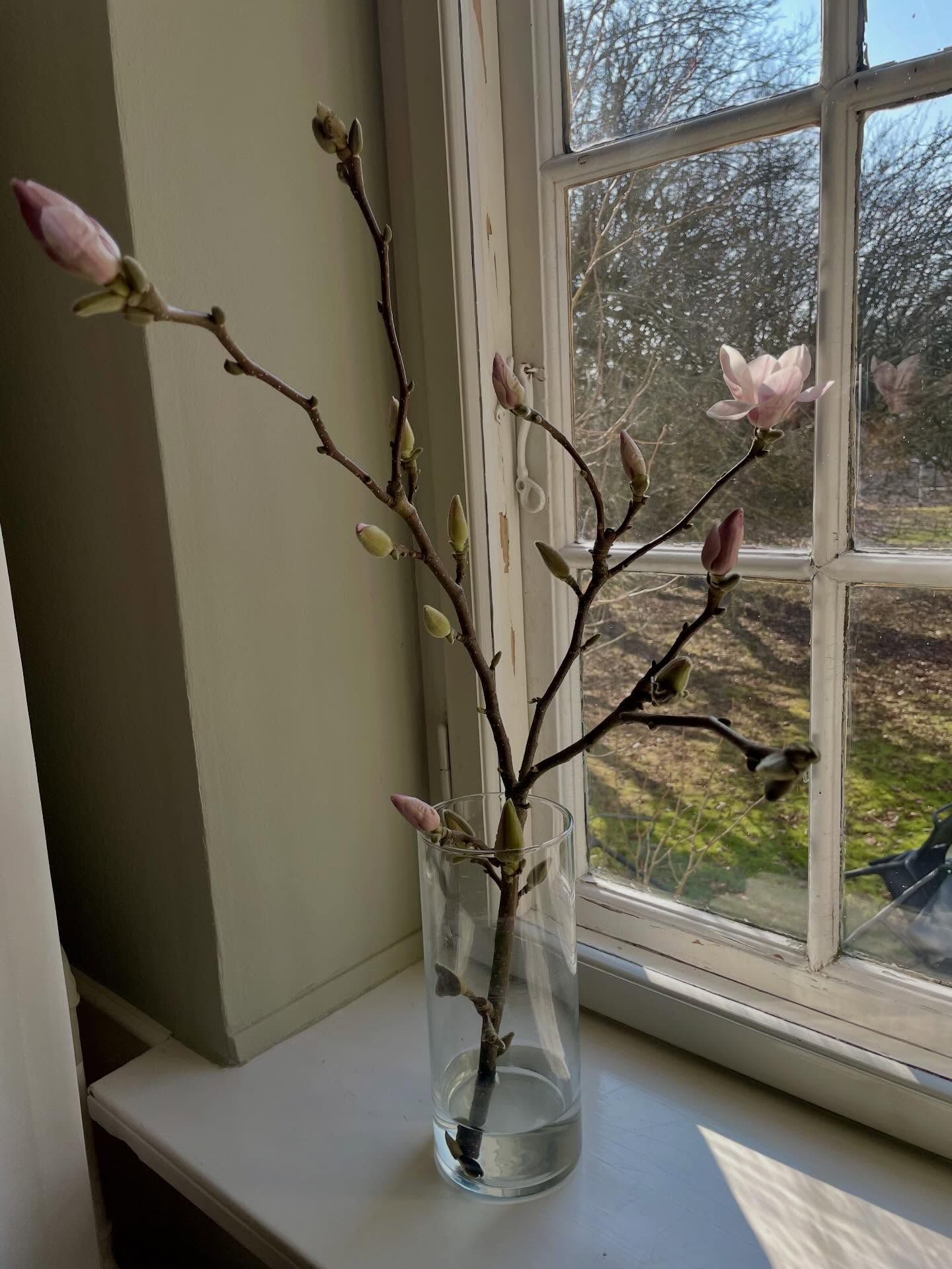 Dette skulle have været et billede fra den månedlige fælles frokost i Lehns Hus. Med 15 glade coworkers der hygger sig og spiser sammen.
Der skulle også have været et billede af kagen vi spiste for at fejre at Work2gether fyldte 7 år i søndag. Selvfølgelig med en stavefejl i navnet på marcipan båndet (Work2oether, 7 år) — det sker nemlig hvert år 😏. Det hele var enormt hyggeligt og ville have vist den dejlige familiære stemning, der er i huset. Men vores W2G udsendte hyggede sig så meget, at hun ikke fik taget et eneste billede. Så I må i stedet nøjes med lidt forårsstemning fra det skønne hus ☀️