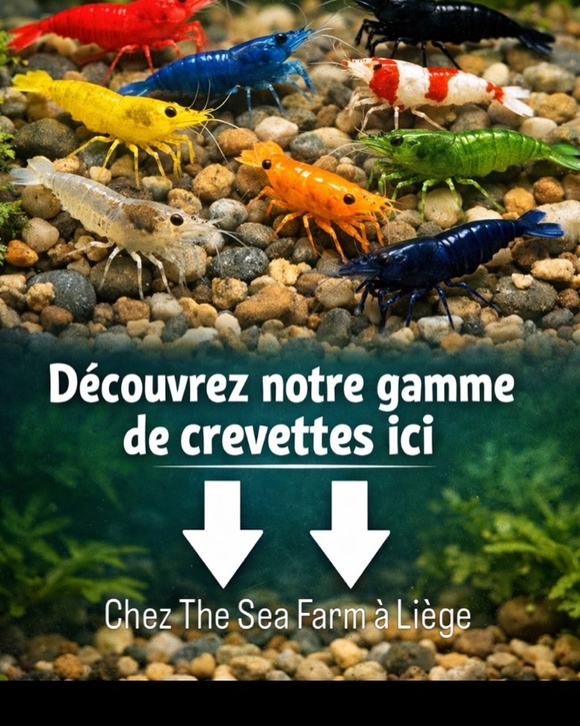 Venez découvrir notre gamme de crevettes en magasin. Vous pouvez aussi commander les spécifiques et les rares que vous préférez. Rejoignez -nous sur notre site et en magasin. Nous serons ravis de vous conseiller.