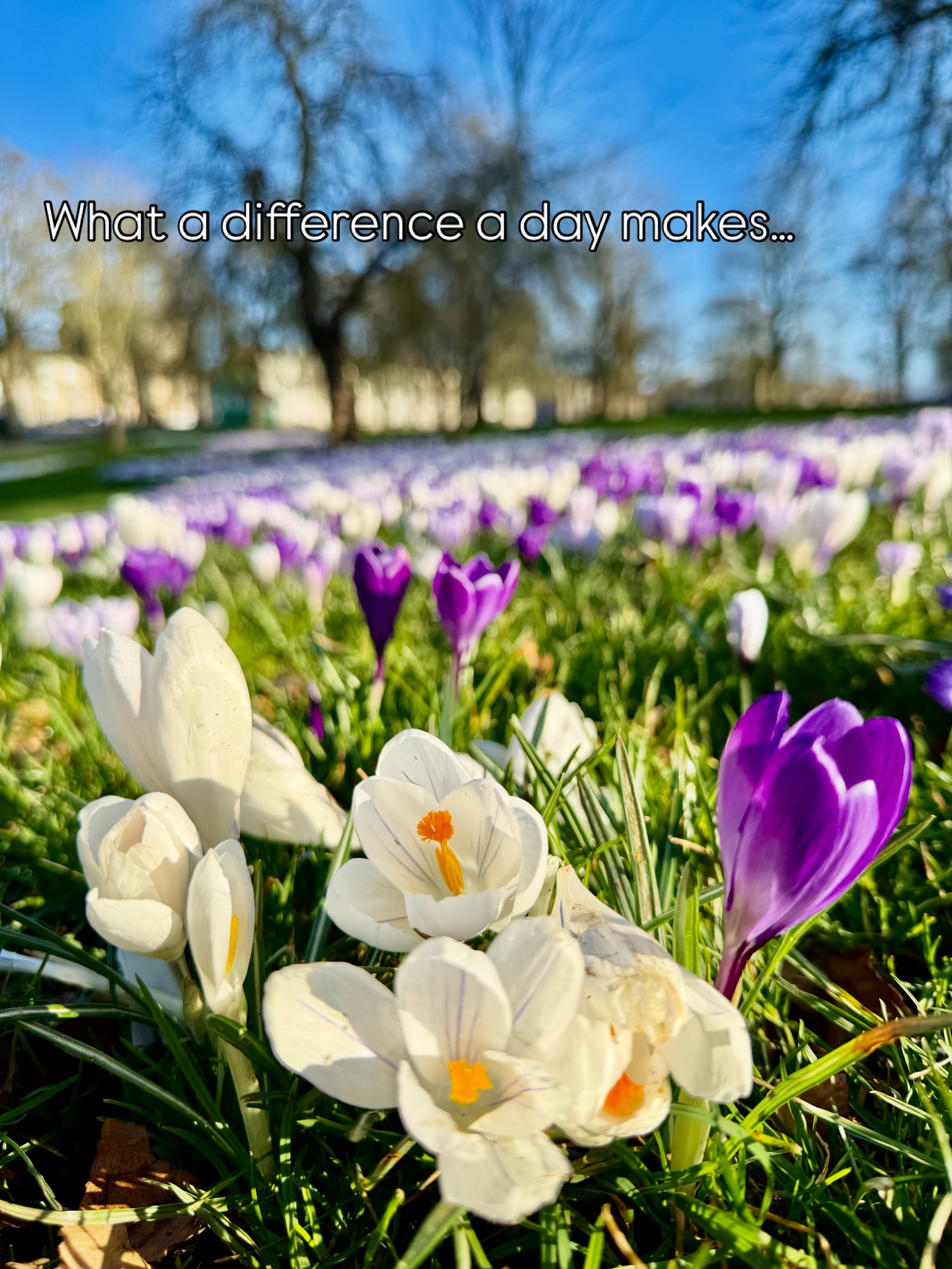 It’s that time of year where spring is messing with us!
Yesterday was beautiful and then we woke up to that all familiar grey sky again this morning. Thank goodness it didn’t last and brighter days are right round the corner ☀️
#harrogate #crocuses #lovewhereilive #northyorkshire #harrogatestray