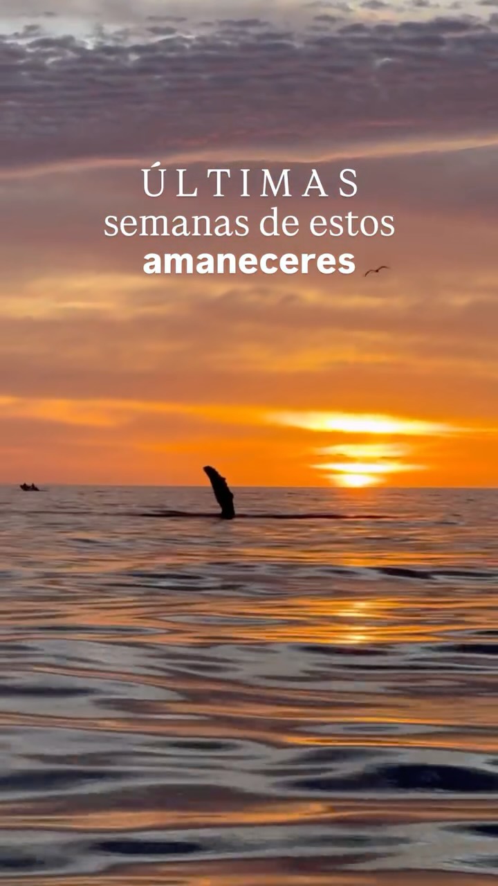 ¿Vas a esperar hasta la próxima temporada para vivirlo?
¡Uff, tantos momentos increíbles que hemos vivido últimamente que no quisieramos que te lo perdieras! Reservar es muy fácil, hazlo directamente en la página, encontrando el link en la bio o envíanos un mensaje directo. 📩✨
Ya estamos listos para dejarnos sorprender por lo impredecible. ¡Esperamos verte pronto! 🐋
— ENG —
Are you going to wait until next season to experience it?
Wow, we’ve had so many incredible moments lately that we wouldn’t want you to miss out! Booking is super easy, just do it directly on the website, find the link in our bio, or send us a direct message. 📩✨
We’re ready to be surprised by the unexpected. We hope to see you soon! 🐋
-
-
-
-
-
ballena jorobada, vida marina, océano, cetáceos, los cabos, avistamiento de ballenas, conservación marina, biología marina, especies marinas, educación ambiental, Los Cabos 2026, turismo México, ballenas en México, ecotours, tours responsables
