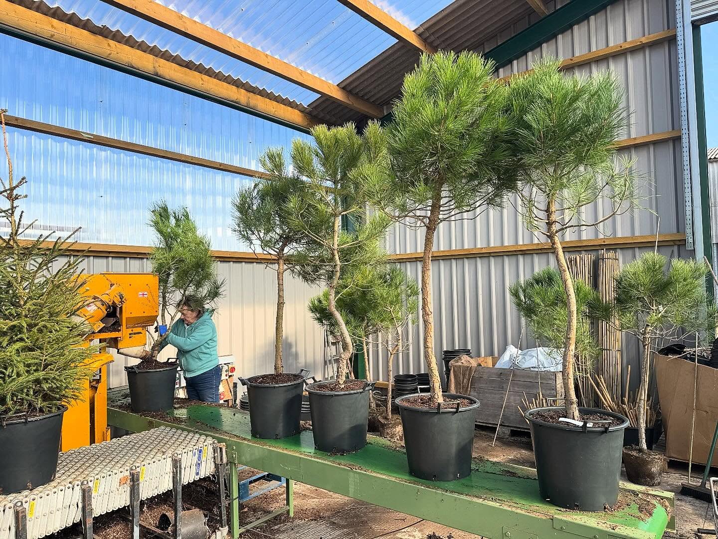 #treenursery #stonepine #gardentrees #landscaping