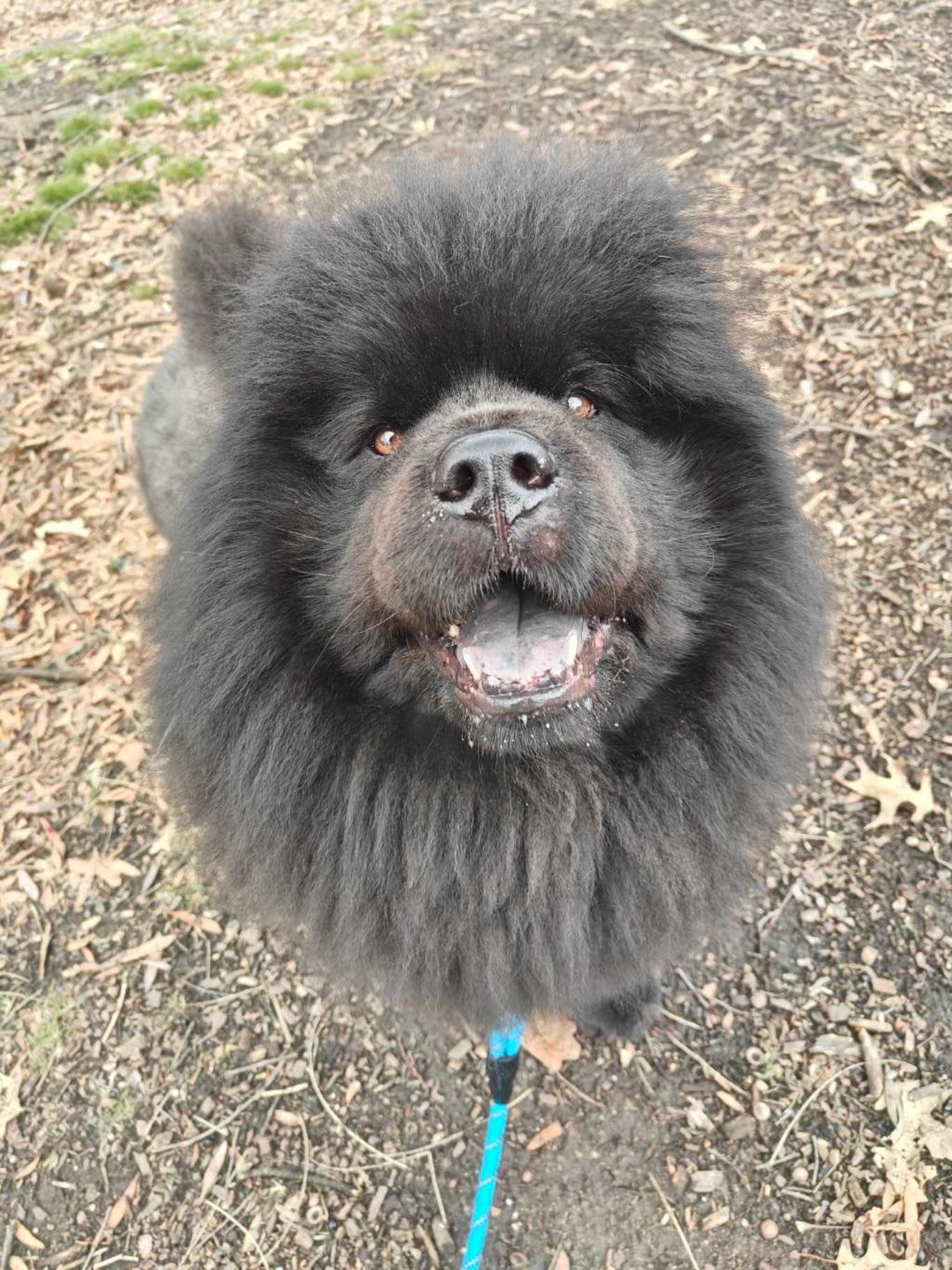 Pure joy in fluffy form ✨❣️
#dogsofallboroughs #chowchowclub #chowchow #dogsofbrooklyn #fluffball
