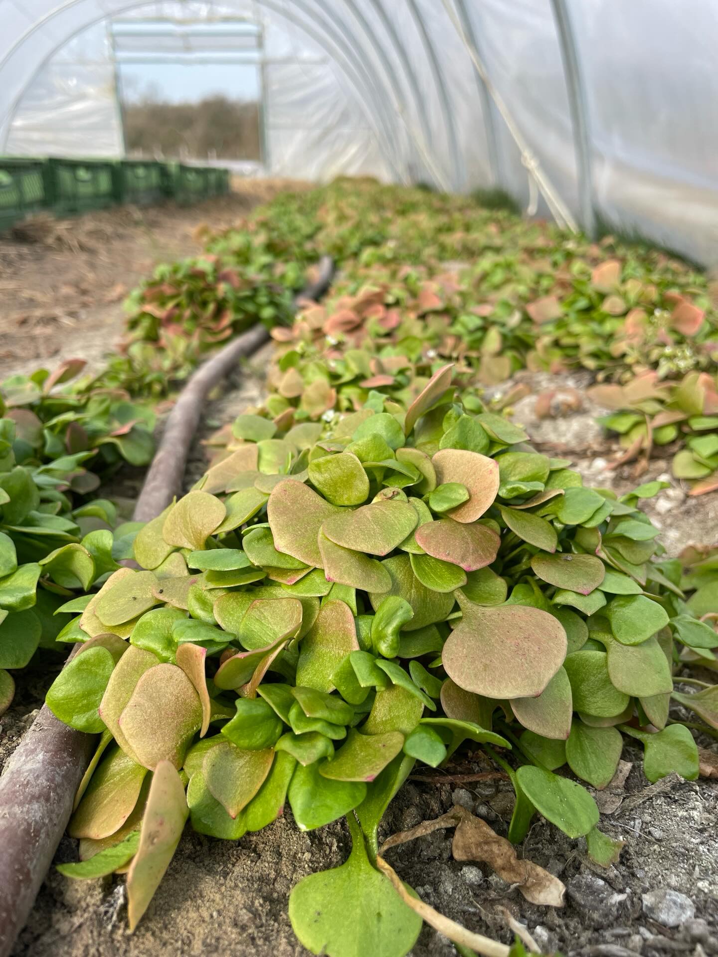 Unser Gartenteam arbeitet mit Hochdruck im Tunnel 👨🌾. Der Postelein wird geerntet, um für die Anzucht Platz zu machen. Gestern kamen die neuen Anzuchttische, worauf sich unsere Gärtner*innen schon sehr gefreut haben. #anzucht #solawi #frohnau #bestesgartenteam