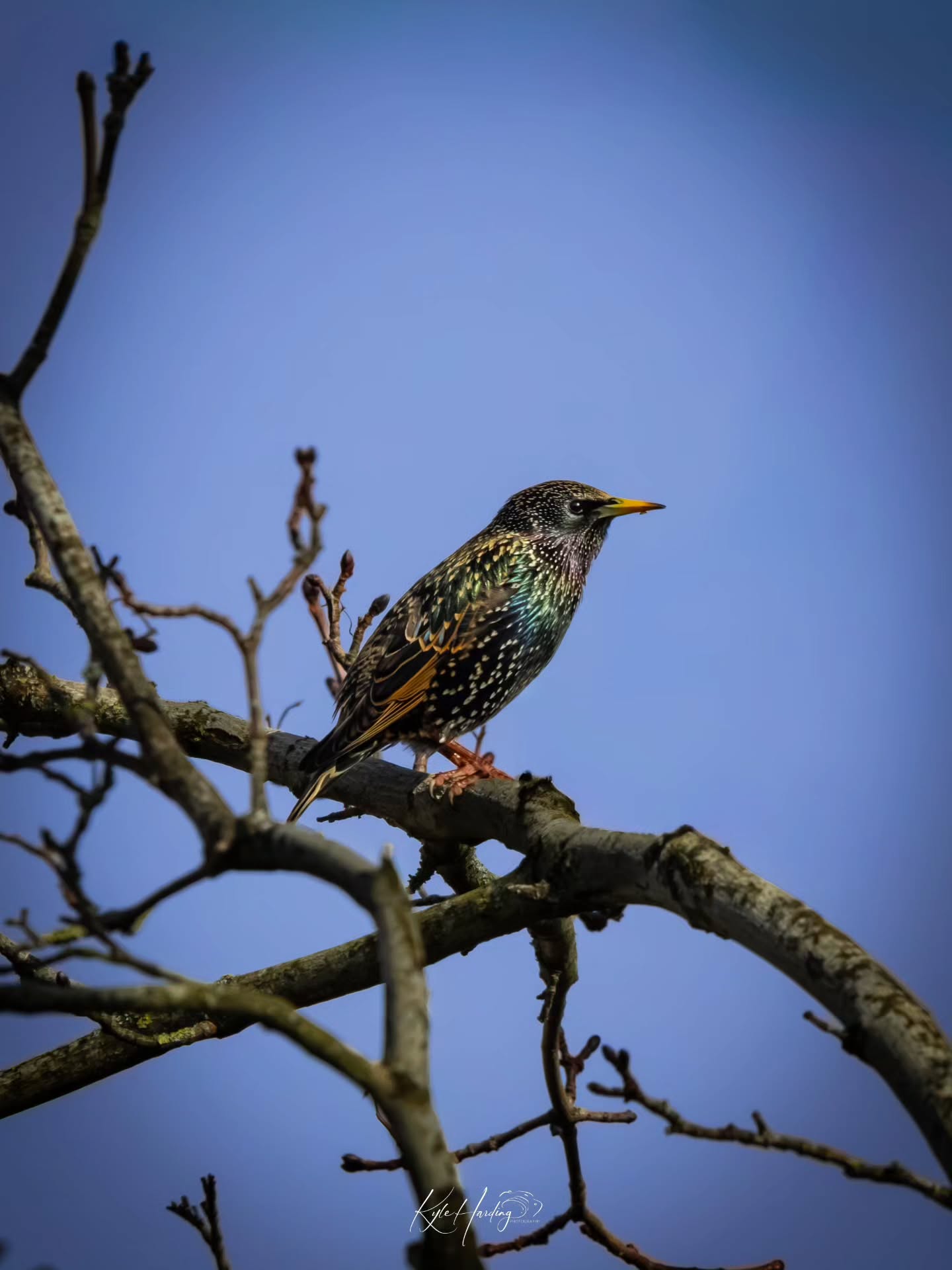 Sometimes the best wildlife encounters happen when you least expect them.
This starling landed on the tree outside my window and stayed just long enough for a few photographs before moving on.
In the right light their feathers reveal incredible iridescent colours — greens, bronzes and purples that often go unnoticed at a distance.
Moments like this are a reminder that you don’t always have to travel far to experience wildlife photography. Sometimes it’s right outside your window.
#starling #birdwatching #birdphotography #birds #starlings