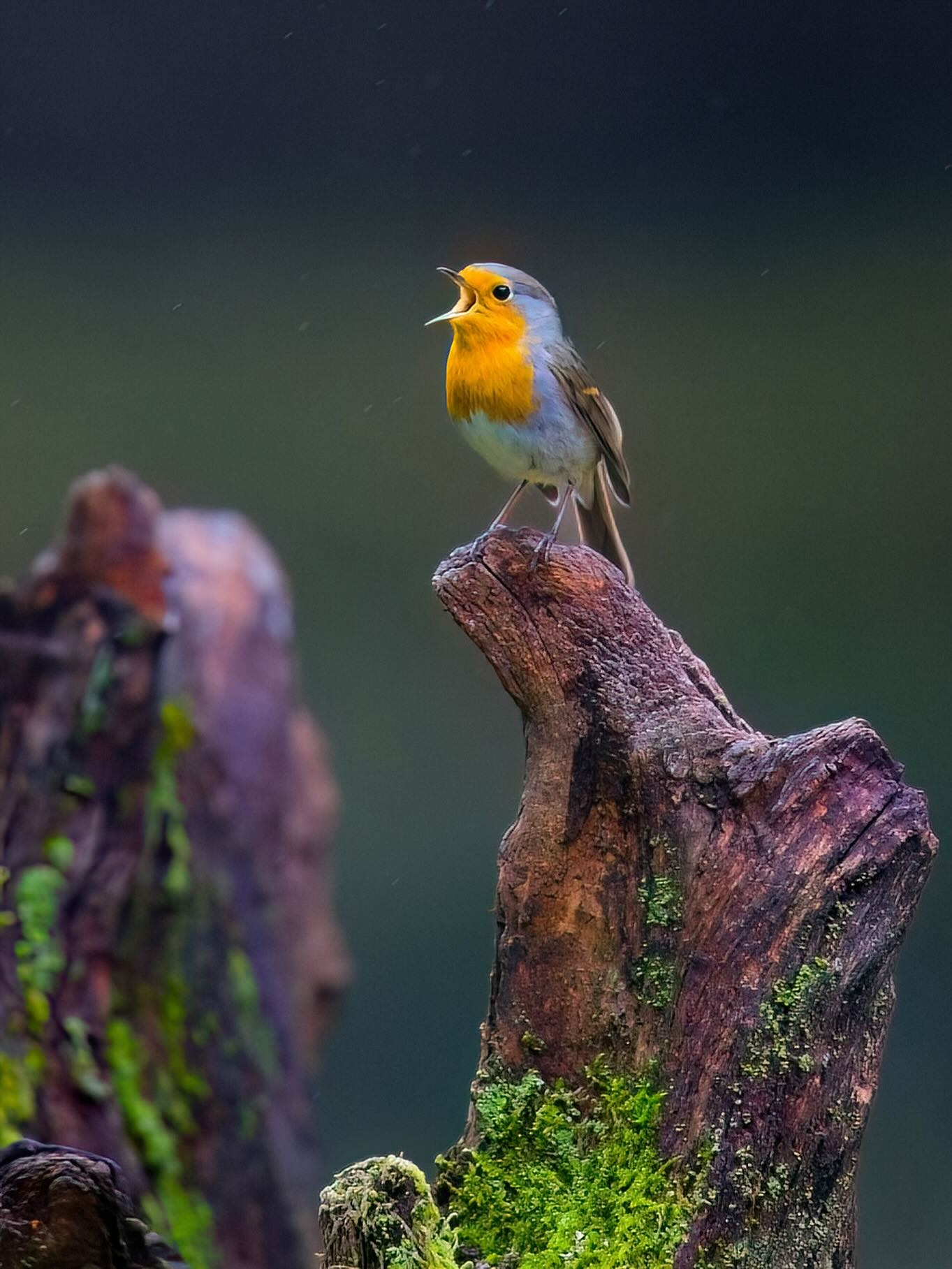 Der Frühling naht, das Rotkehlchen stimmt schon ein fröhliches Lied an.
#Rotkehlchen #robin #rougegorge #pettirosso #petirrojo rudzik roodborstje
