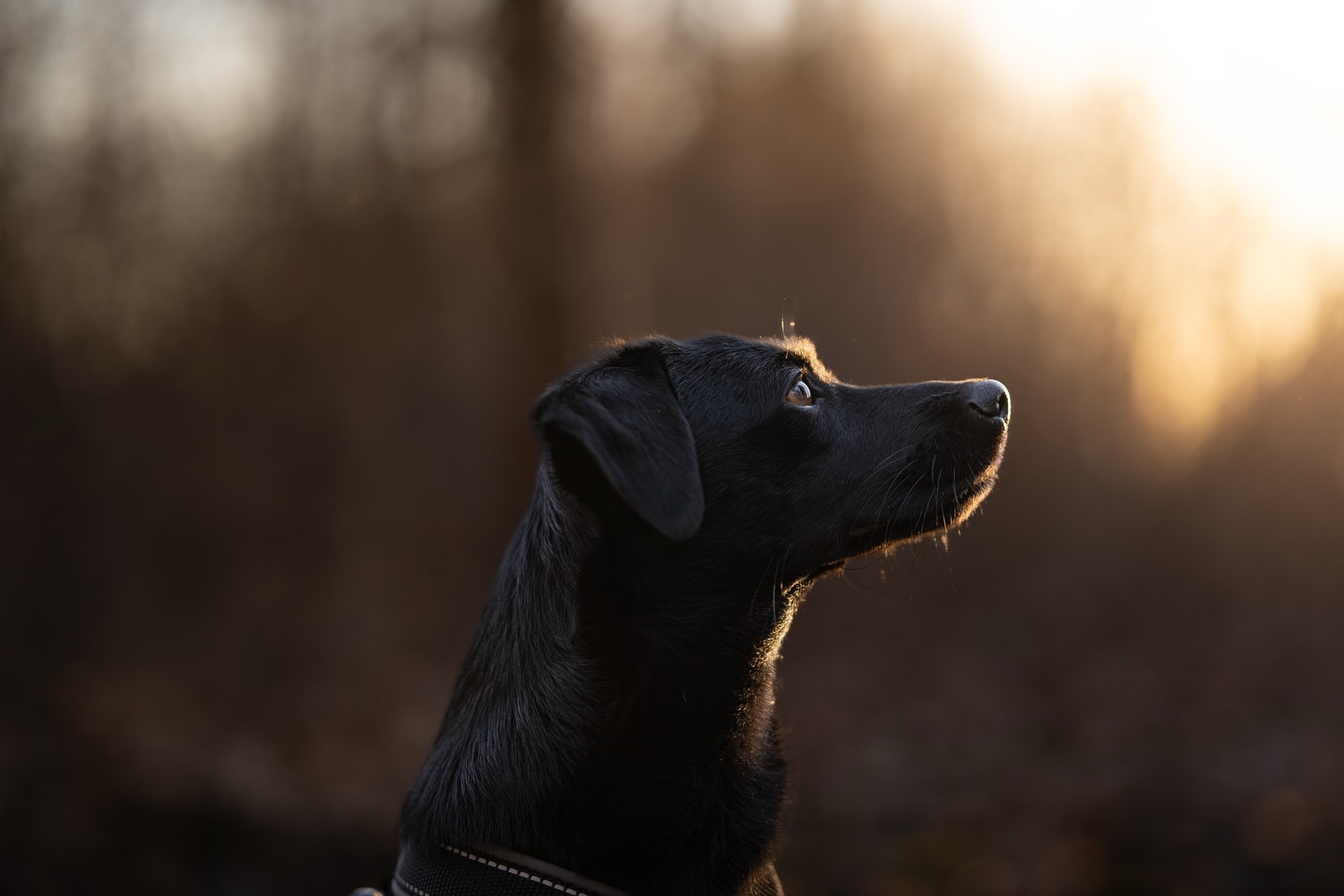 Der Frühling kommt langsam zurück.
Die ersten warmen Sonnenabende, das goldene Licht zwischen den Bäumen – und Ida mittendrin. 🐾
Manchmal sind es genau diese ruhigen Momente, die alles sagen.
Ein Blick ins Licht, ein bisschen Wärme im Gesicht und einfach kurz den Moment genießen.
Für mich sind genau solche Augenblicke der Grund, warum ich Hunde so gerne fotografiere.
Keine gestellten Szenen – nur echte Momente. ✨
Was ist für euch der schönste Moment mit eurem Hund im Frühling? 🌿
#hundeliebe #hundefotografie #tierfotografie #dogphotography #hundefotograf