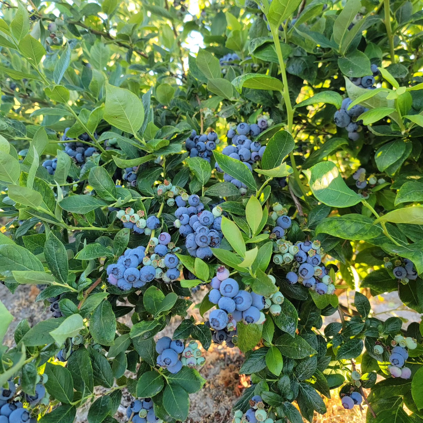 The blueberry season is in full swing! Come visit us at the farm and pick up the juiciest, sweetest blueberries around. Hand-picked everyday, cleaned for quality control, and bursting with flavour.
๐Straight from our farm to your table.
๐ Farm store open daily 9 AM - 6 PM
๐ Come by today, grab a box before they're gone!
#MaskeenFarms #BlueberrySeason #FarmFreshBC #SouthSurreyEats #LocalHarvest #FreshBlueberries #SupportLocalFarms #SustainableFarming #BCFarmLife #HealthyEating #FarmToTable #BerryLovers #SummerVibes #FoodieHeaven #GrowYourOwn #OrganicLiving #FreshPicks #CommunityFarms #NatureLovers #TasteTheSeason #Vancouver #Surrey #Berries #Love #Outdoors #Farm