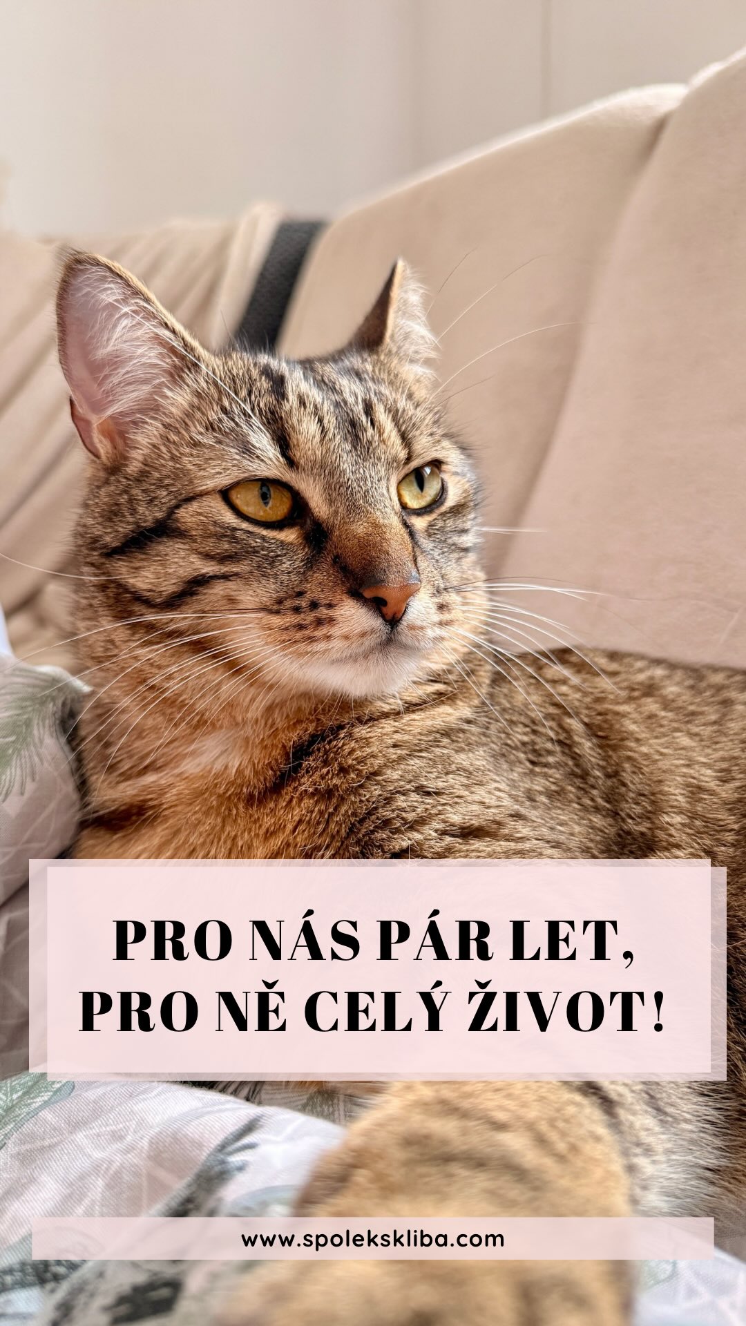 Znáte ten pocit, když se ráno vzbudíte s kočičím zadkem přímo před obličejem nebo když vám „někdo“ s kamennou tváří shodí sklenici vody na otevřený notebook? 🙀 V tu chvíli si člověk říká, jestli má tenhle kočičí teror zapotřebí. 🙈 Ale pak se ten chlupáč přitulí, spustí to své motorové předení a vy najednou víte, že byste neměnili ani za nic. ✨🧘♀️
Život s kočkou je totiž neustálý obchod. Ony nám sice občas vyrobí pár vrásek a postarají se o to, aby naše černé oblečení už nikdy nebylo úplně černé, ale to, co nám vrací, se nedá vyčíslit. 🥰 Je to ta nejlepší terapie po těžkém dni, tichá přítomnost, která zahřeje víc než deka, a vědomí, že vás někdo bere přesně takové, jací jste (teda pokud zrovna nepodáváte večeři o minutu později). 🥩✨
Při vší té legraci a mazlení je ale dobré si uvědomit jednu věc. Pro nás lidi je kočka parťákem na jednu, doufejme dlouhou, životní etapu. Ale pro tu kočku jsme my úplně vším. 💞 My jsme její začátek, střed i konec. Zatímco my máme své přátele, práci a koníčky, ona má jen nás. My jsme celý její svět, její jistota a její rodina od prvního dne po adopci až do toho úplně posledního. 🌍❤️
Adopce je v podstatě slib, že v té její knize života budeme hrát hlavní roli až do poslední stránky. Že ji nenecháme v úzkých, až zestárne, a že budeme trpěliví, i když nás občas vytočí doběla. Protože za těch pár let naší pozornosti nám kočka věnuje všechno, co má – svůj jediný a celý život. ❤️✨
Máte doma svého doživotního parťáka? Jak dlouhou kapitolu už spolu píšete? Dejte nám vědět do komentářů, milujeme vaše příběhy o věrném přátelství! 👇💬
Terka ze Šklíby 🐾