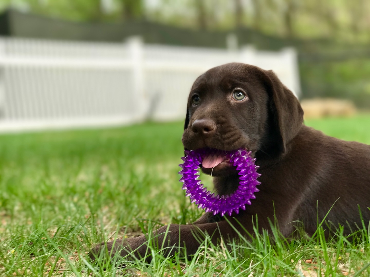 Happy 9th birthday to one of my top models! Cheers to the goodest girl, Lizzie 🥳