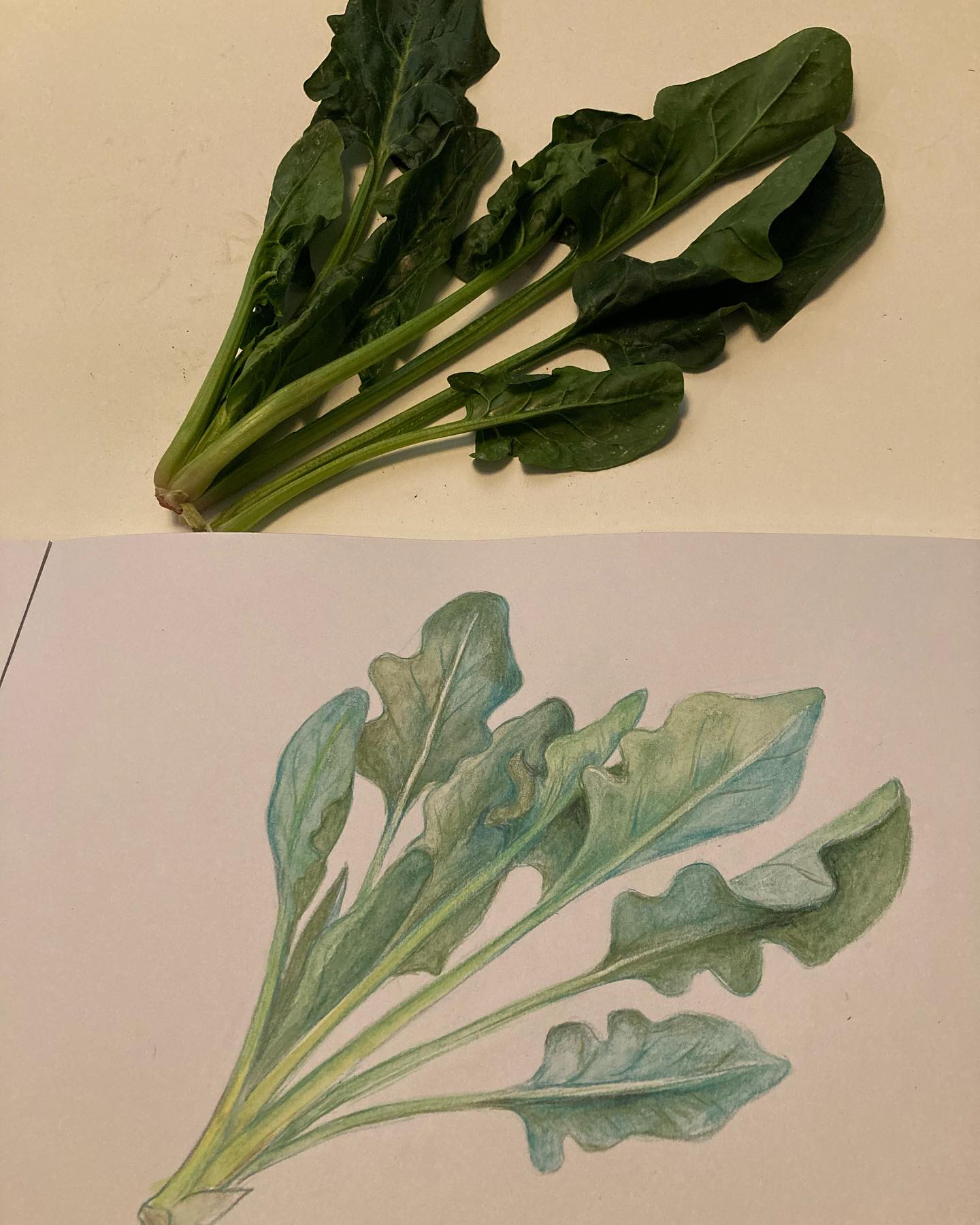 L’épinard, selon la Diététique Chinoise!
Un dessin perso, ma recette préférée!
A votre avis, pourquoi Popeye est-il super fort?… parce qu’il mange des épinards bien-sûr!
Ce n’est pas que les épinards vont tonifier son Énergie, mais plutôt nourrir son Sang et rendre ses muscles plus forts.
L’épinard est de nature fraîche, de saveur douce, de tropismes Gros Intestin/ Foie/ Estomac. Il nourrit le Sang et ke Yin, surtout le Sang du Foie, pour traiter l’anémie, les vertiges, la vision trouble, l’héméralopie. Il humidifie la Sécheresse, lubrifie l’intestin pour traiter la constipation, surtout pas vide de Sang. Il traite aussi les hémorragies, par ses propriétés astringentes. Il est recommandé contre l’hypertension artérielle (grâce à son fort taux de potassium), pour combattre le « foie gras » (grâce à la bétaïne). Il est aussi intéressant pour traiter la conjonctivite, la toux et l’asthme (en ouvrant le diaphragme et en favorisant la respiration).
Avec son fort taux de vitamine C et bêta-carotènes, il favorise une belle peau. De par sa richesse en fibres et en antioxydants, en provitamine À, E, en fer et en zinc, il serait aussi intéressant en prévention de certains cancers, dont celui du sein.
Attention toutefois à ne pas en abuser en cas de cystite, néphrite, goutte, lithiase, à cause de sa forte teneur en acide urique!
Ma recette préférée: les gnudi aux épinards, beurre à la sauge!
#gnudi #gnuditoscani #gnocchis #malfatti #épinards #épinard #epinards #alimentssanté #bonpourlasanté #dietetique #alimentsquisoignent #dietetiquechinoise #madreperlamtc