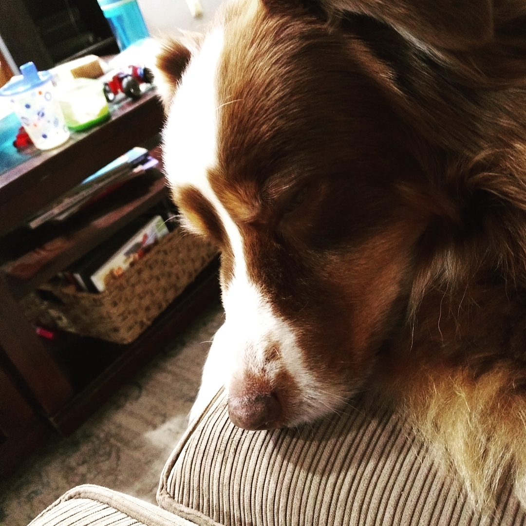 Getting in some couch time with my BRD #Miller #kinringaussies #millertime #genuine #aussiesofinstagram #aussie #aussiesofig #dogstagram #dogsofig #dogs #dogsofinstagram #1 #mainmanofausableriveraussies