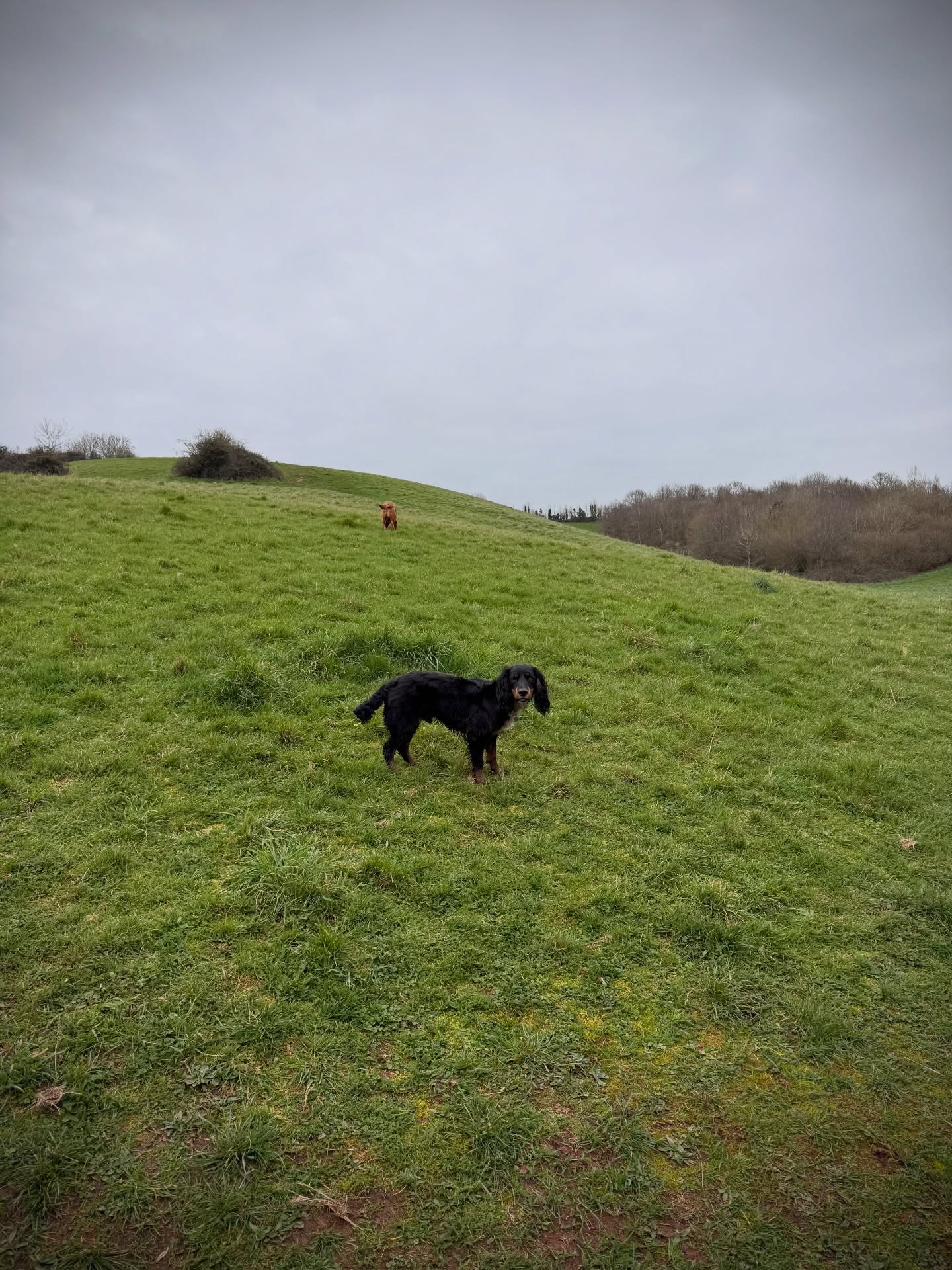 Just Monty and Murph today. Lots of chasing around fields!