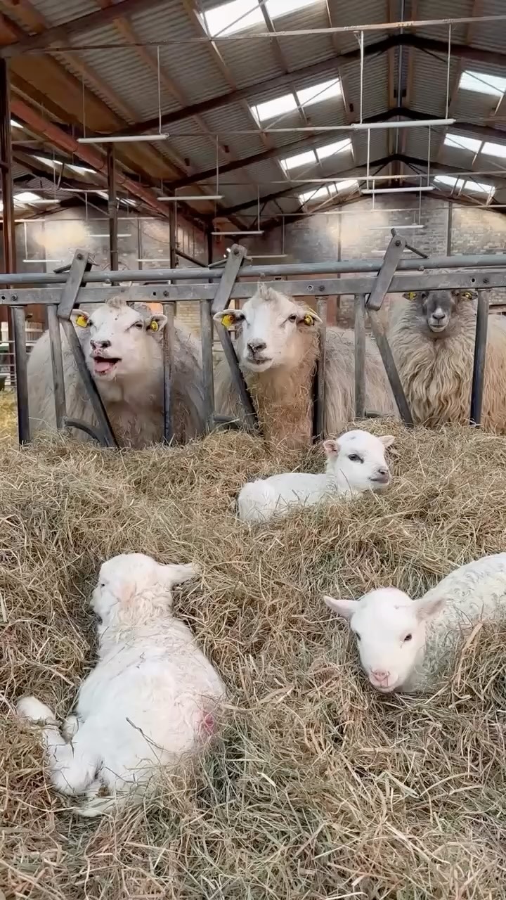 Die Kleinen wissen, was ein gutes Plätzchen ist! 20 Lämmer sind es mittlerweile!
🎥 @sandradra2018