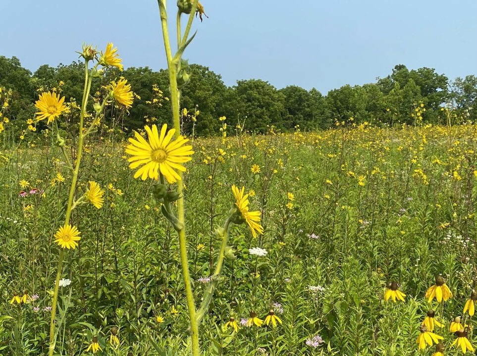 Hi guys! There is a last minute volunteer opportunity to plant a pasture with wildflower seed! This will involve raking, broadcasting seeds, walking around to press seeds in the soil, and spreading some hay around to protect the seeds!
This will be taking place tomorrow at 10am, at the Evergreen Learning Center. 5880 Winton Ridge Lane. Please contact Dr. Conover for more info! conovedg@ucmail.uc.edu