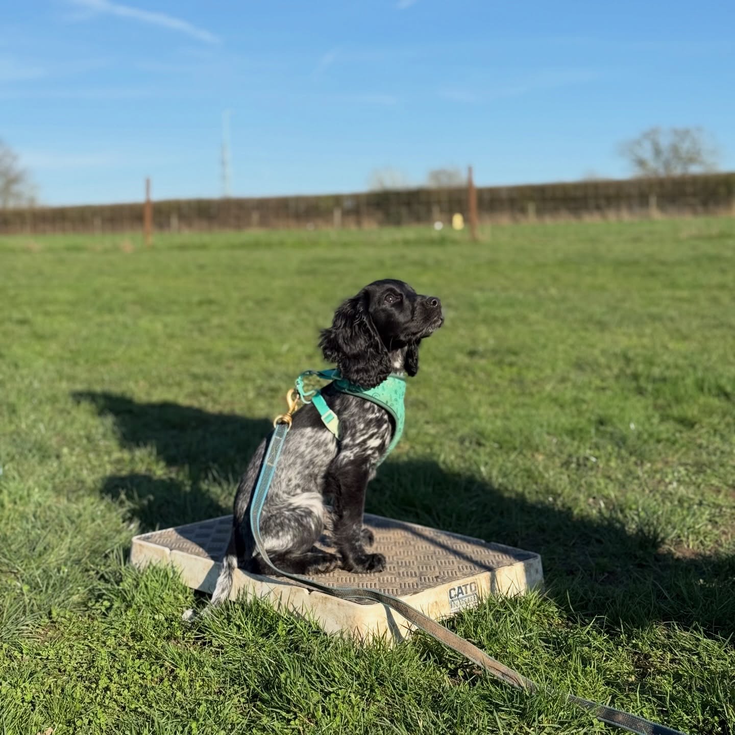 Our week in photos 🤩
Lots of lovely time at the field with some amazing woofers and of course a wonderful time at Crufts.