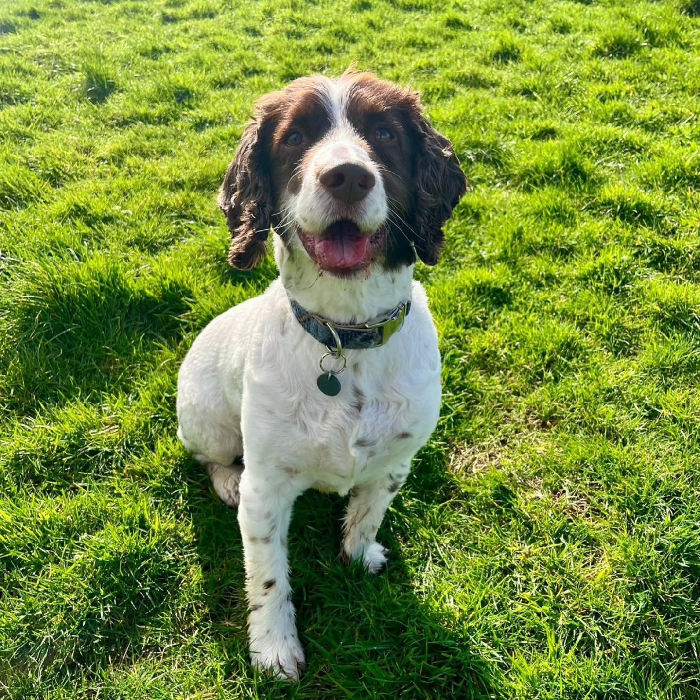Two best friends enjoying 2.5 acres of space to stretch their legs and play fetch ๐พ
๐ Wanderlust Walkies, Littlehempston
#DogField
#SecureDogParksNearMe
#DogWalk
#WanderlustWalkies