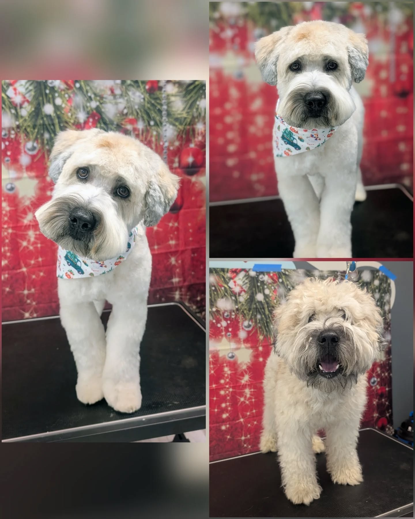 Back to Dec. 2025! 🎄
These pups went from shaggy winter coats to holiday card ready.
Which transformation is your favorite?
Pictured here is: Milo, Mia, Mookie, Chip and Violet.
#scruffytofluffy #cutedogs #beforeandafter #doggrooming