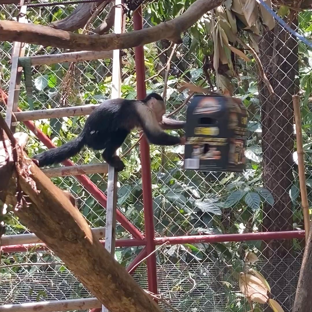 Monkey Monday Update: You know how it feels - you're starving but can't get the package open. Monkeys get frustrated too!
They are smart and social animals that spend their days foraging, playing, and exploring their world together. Without their normal daily entertainment by nature we try our best to find fun ways to stimulate their senses and complex brains.
Gabriela - a biology student is helping us introduce some fun new puzzles into their daily lives as she studies their behaviours. Kunochi eventually came back around and shredded this box to get to the snacks inside.
Melikki's is a fully licensed rescue and rehabilitation center that works under direct supervision of Primate specialists and Veterinarians.
Primates are wild animals NOT pets.
https://www.melikkis.org (link in bio)
#Morrillo #AdventureTraveler @kthg.mv #AdventurePanama #PanamaCulture #PanamaLife #PanamaWildlife #HowlerMonkey #World_Animal_Protection
#PanamaWildlifeConservation @ProyectoPrimatesPanama @Aspvoice
#TravelBetter
#SustainableTravels #EcoTourGuide
#AdventureTravelers #AdventureTraveller #AdventureTraveling
#AdventureTravelFamily #AdventureTravelFamily #FamilyTravelAdventures #FamilyTravelAdventure #AdventurePanama