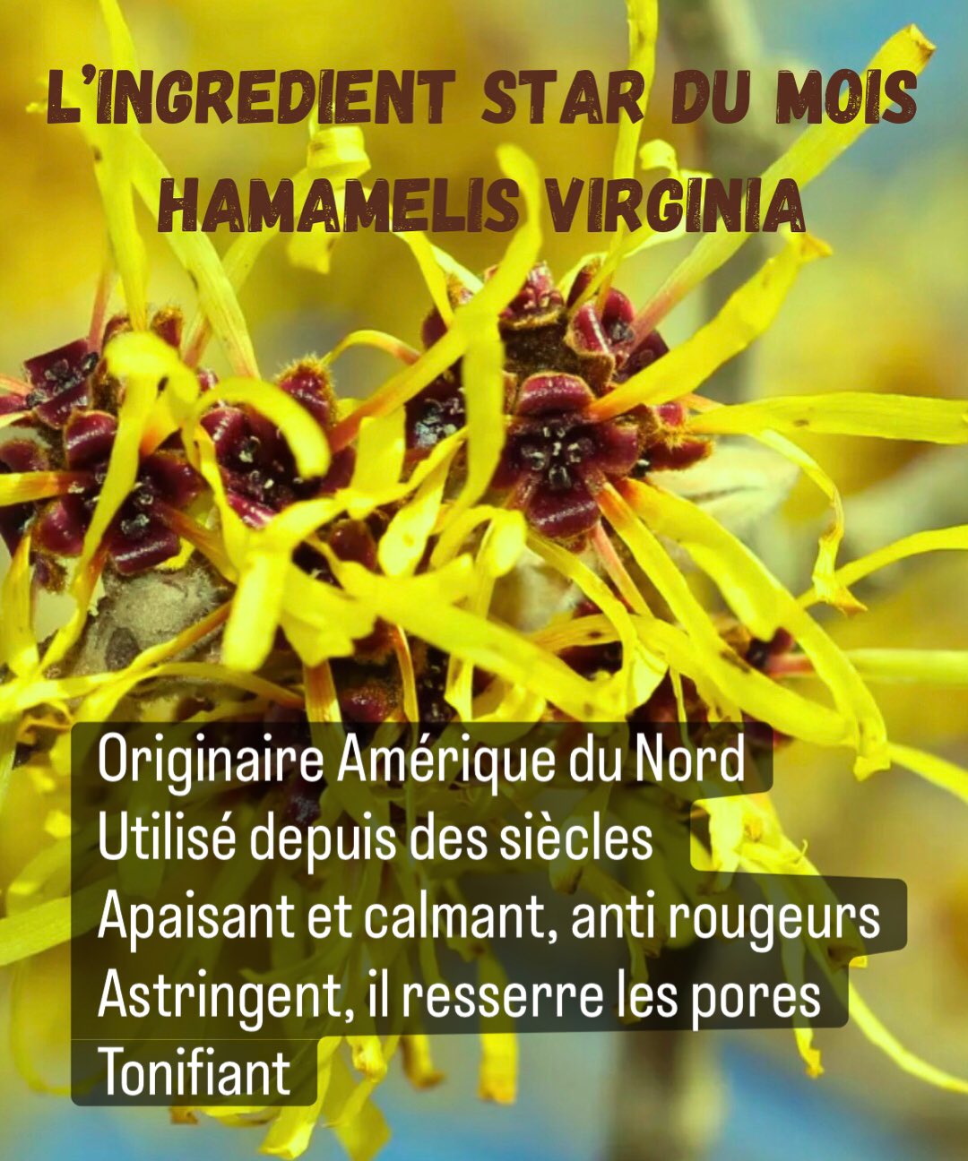 L’hamamélis est un arbuste originaire d’Amérique du Nord, traditionnellement utilisé par les peuples autochtones pour ses vertus médicinales et dermatologiques. Son extrait est obtenu principalement à partir des feuilles et de l’écorce.
Son surnom: le noisetier des sorcières qui est du aux pouvoirs magiques que lui attribuaient les sorciers indiens et à sa ressemblance frappante avec le noisetier, et ses fleurs qui pourraient ressembler à des doigts crochus.
Propriétés principales
Astringente : resserre les pores et régule l’excès de sébum.
Apaisante : calme les rougeurs et irritations cutanées.
Anti-inflammatoire : utile pour les peaux sensibles ou sujettes aux inflammations.
Tonifiante et circulatoire : aide à améliorer la micro-circulation cutanée.
Antioxydante : protège la peau contre le stress oxydatif
🌿 Le secret d’une peau équilibrée : Hamamélis, Aloe Vera & Jojoba réunis dans la crème réparatrice apaisante de la gamme nature
Vous recherchez un soin naturel qui apaise, hydrate et équilibre la peau ?
La synergie entre l’hamamélis, l’aloe vera et l’huile de jojoba est idéale pour prendre soin de la peau au quotidien.
Résultat : une peau douce, fraîche et naturellement lumineuse ✨
✨ L’hamamélis par ses propriétés astringentes, apaisantes et purifiantes aidera à resserrer les pores, calmer les rougeurs et améliorer l’aspect de la peau.
💧 L’aloe vera, véritable trésor d’hydratation,riche en nutriments et polysaccharides, hydrate intensément, apaise les irritations et favorise la régénération cutanée.
🌰 L’huile de jojoba cire végétale proche du sébum naturel de la peau aide à nourrir sans alourdir, tout en régulant la production de sébum.
sources:
doi: 10.1016/j.jep.2025.120433; doi.org/10.3390/antiox11061119; doi.org/10.3390/molecules30132744
#cosmetiquenaturelle #soindelapeau #hamamelis #aloevera #jojoba peausaine skincare beautenaturelle