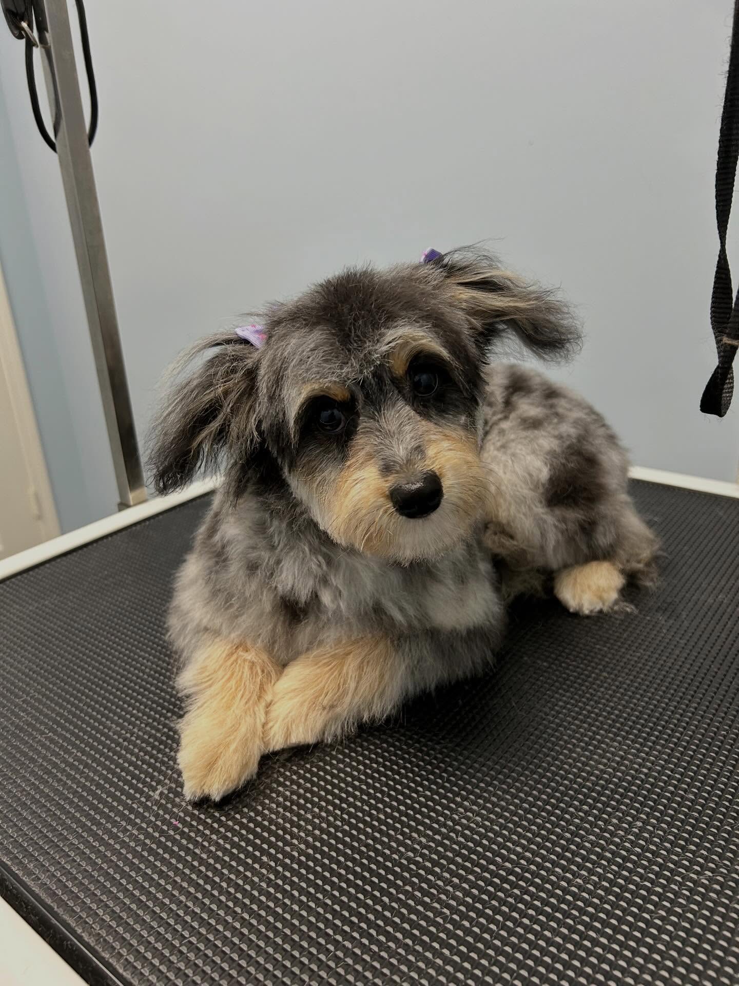 Pups first haircut ✂️
#doggroom #puppy #adorable #doglovers #dogsofinstagram