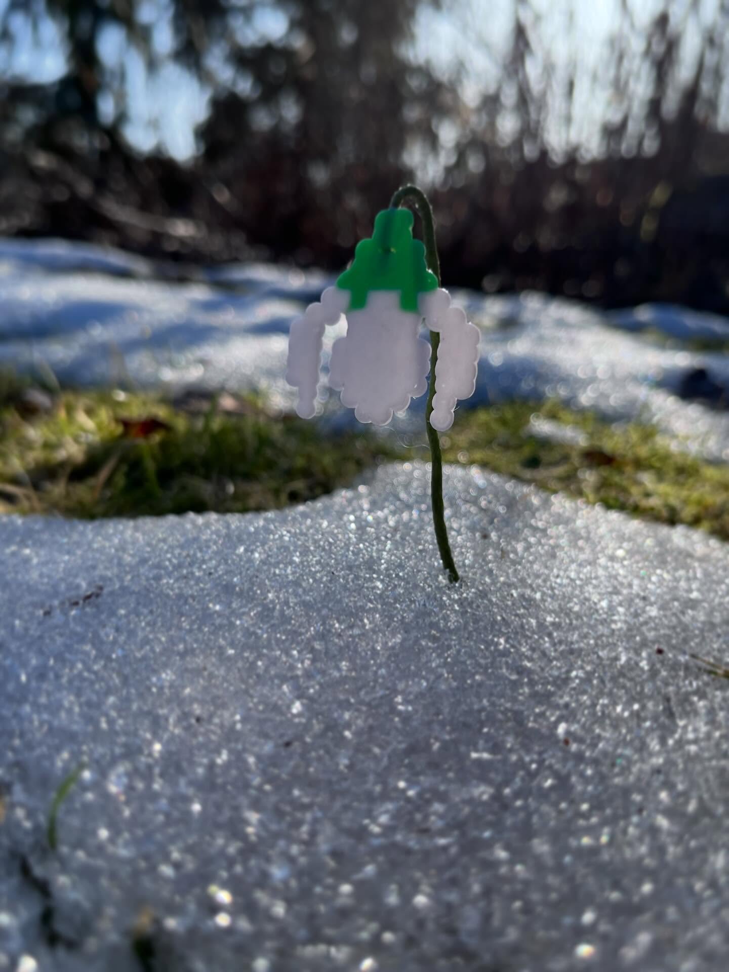🇬🇧Iron beads snowdrops
Snowdrops always mark the end of winter.
So we wanted to recreate them using iron beads.
There are two versions of these little flowers:
🌿a simple version mounted on a stem
🌿 a more realistic version with slightly curved petals.
In the carousel, I also share the patterns for the plates, so you can easily recreate them at home!
They are a perfect creative activity for children and adults who enjoy crafting with iron-on beads.
👉 The patterns, list of materials and detailed steps are available to download on my website (link in bio).
If you make these snowdrops, please tag me or send me pictures of your creations – I love seeing what you make!
—
🇫🇷 Perce-neige en perles à repasser
Les perce-neige annoncent toujours la fin de l’hiver…
Alors on a eu envie de les recréer en perles à repasser.
Nous avons créé deux versions différentes de ces petites fleurs :
🌿 une version simple montée sur tige
🌿 une version plus réaliste, avec les pétales recourbés vers le bas.
Vous trouverez également dans le carrousel les patrons des plaques pour pouvoir les refaire facilement à la maison.
Une activité créative parfaite pour les enfants et les adultes qui aiment bricoler avec des perles à repasser.
👉 Les patrons à télécharger, la liste du matériel et toutes les étapes détaillées sont disponibles sur mon site (lien dans la bio).
Si vous réalisez ces perce-neige, taguez-moi ou envoyez-moi vos créations, j’adore voir vos réalisations.
-
#fusebeads #ironbeads #panduro #vårpyssel #barnpyssel