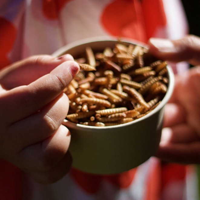 Vos cocottes vont adorer 🐔 Larves soufflées de mouches soldat noire #snack #snacktime #cocotte #poule #poulailler #bio #environnement #nourriture #nouveauxanimauxdecompagnie