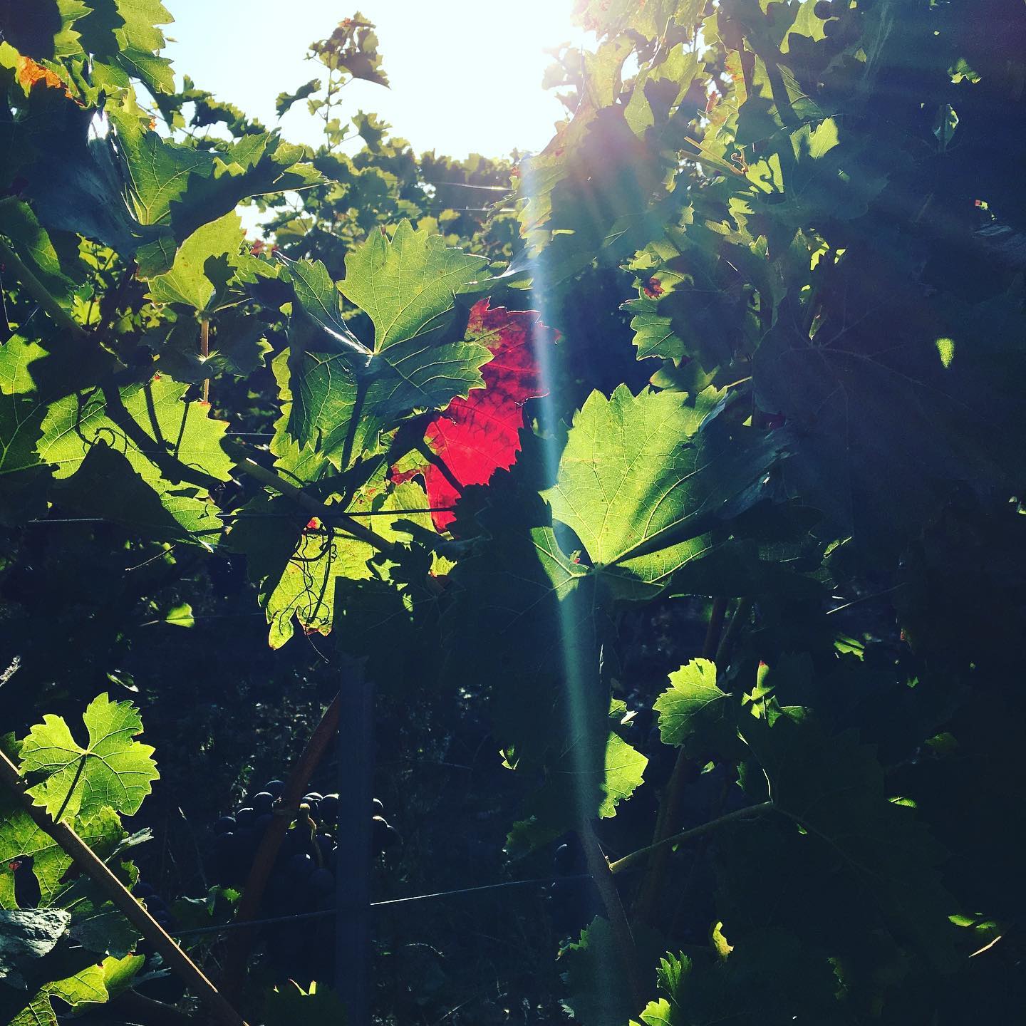 Aus der Reihe „Lichtspiele“
#lichtspiel
#redwine
#winelover
#lieblingswein
#ilikewine
#pinkwater
#rosé
#ladywine
#veganwine
#hamburg
#münchen
#hannover
#berlin
#weinglas
#wineglass
#hip_hip_rose
#pfalz
#pfalzlust
#süw
#heimatliebe