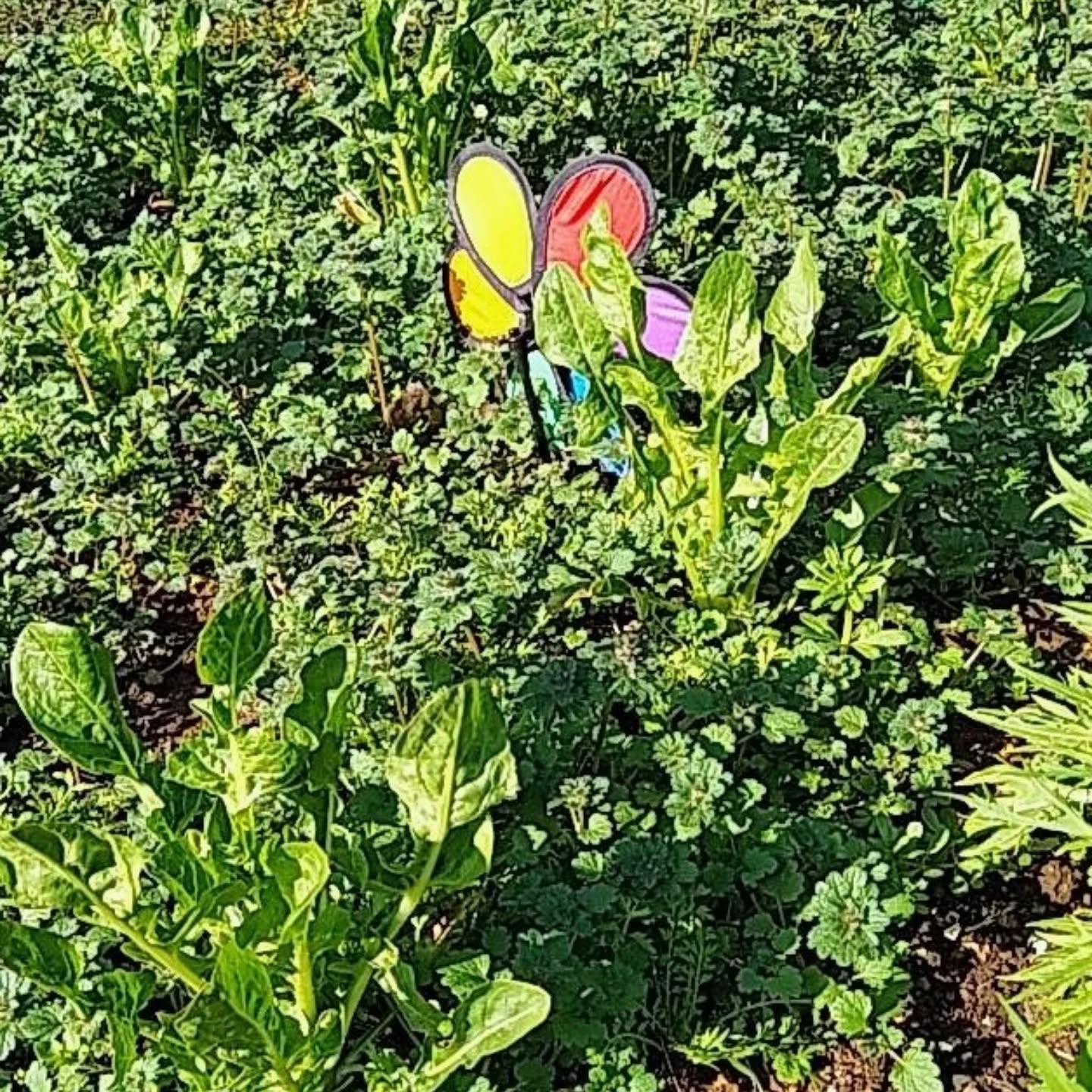 【三浦実験農場便り】
こんにちは〜!今日の実験農場からの便りは「チコリ」✌2枚目は拾い画ですが、生産農家では、こんな風に繁らせて、 根っこを掘り起こし、植え替えて淡白栽培するらしいです。凄い手間掛けてるんですね!
生産農家ってホントに大変ですわ!
そろそろ夏野菜達を植える時期が
到来です!今年は、種も厳選して遺伝子組換え無しの種を各種チョイス!確かに割高では在りますが、折角の少量無農薬栽培ですからね!
凝るならトコトン♫進捗&収穫時はまた御報告まで✌
予約で野菜売れる迄にしたいなぁ〜
休耕地とか借りて。。。身体に良いもの食いたいし、何より格段に美味いから!先日の大根なんか、ビックリする位美味かった·····野菜のガーデニングとか為さってる方!液肥(堆肥)「野菜のおやつ」数に限りがあるので、値段は高め!ですが、ホントに美味しい野菜が収穫出来てます!お試しあれ〜✌
https://kingoro.base.ec/
#野菜のおやつ #特殊肥料 #堆肥 #土中バランス #枯草菌