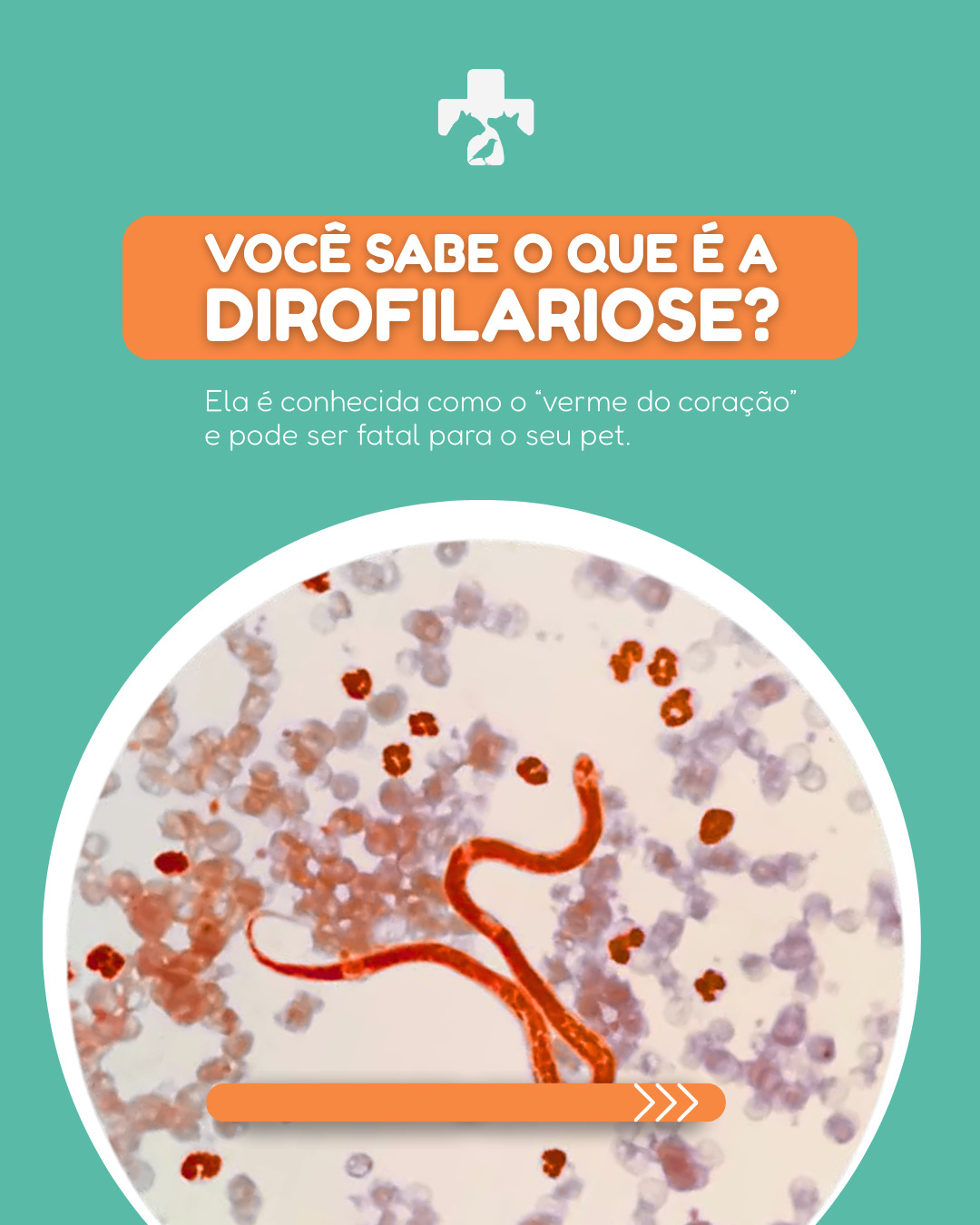 ⚠️ Você sabia que mosquitos podem transmitir uma doença que atinge o coração e os pulmões dos cães?
A dirofilariose, também conhecida como verme do coração, pode ser silenciosa e fatal mas a prevenção é simples!
Com uma única dose anual de ProHeart SR-12, seu pet fica protegido por 12 meses.
Aqui no Hospital Veterinário Alto Tietê, realizamos a aplicação com total segurança e estrutura completa.
🐾 Proteja seu melhor amigo. Agende agora. 11 94117.0339
#dirofilariose #proheart #veterináriapreventiva #hospitalveterinárioaltotietê #cuidadocomseupet #vermedocoração #prevençãoanimal #saúdepet #proheartsr12