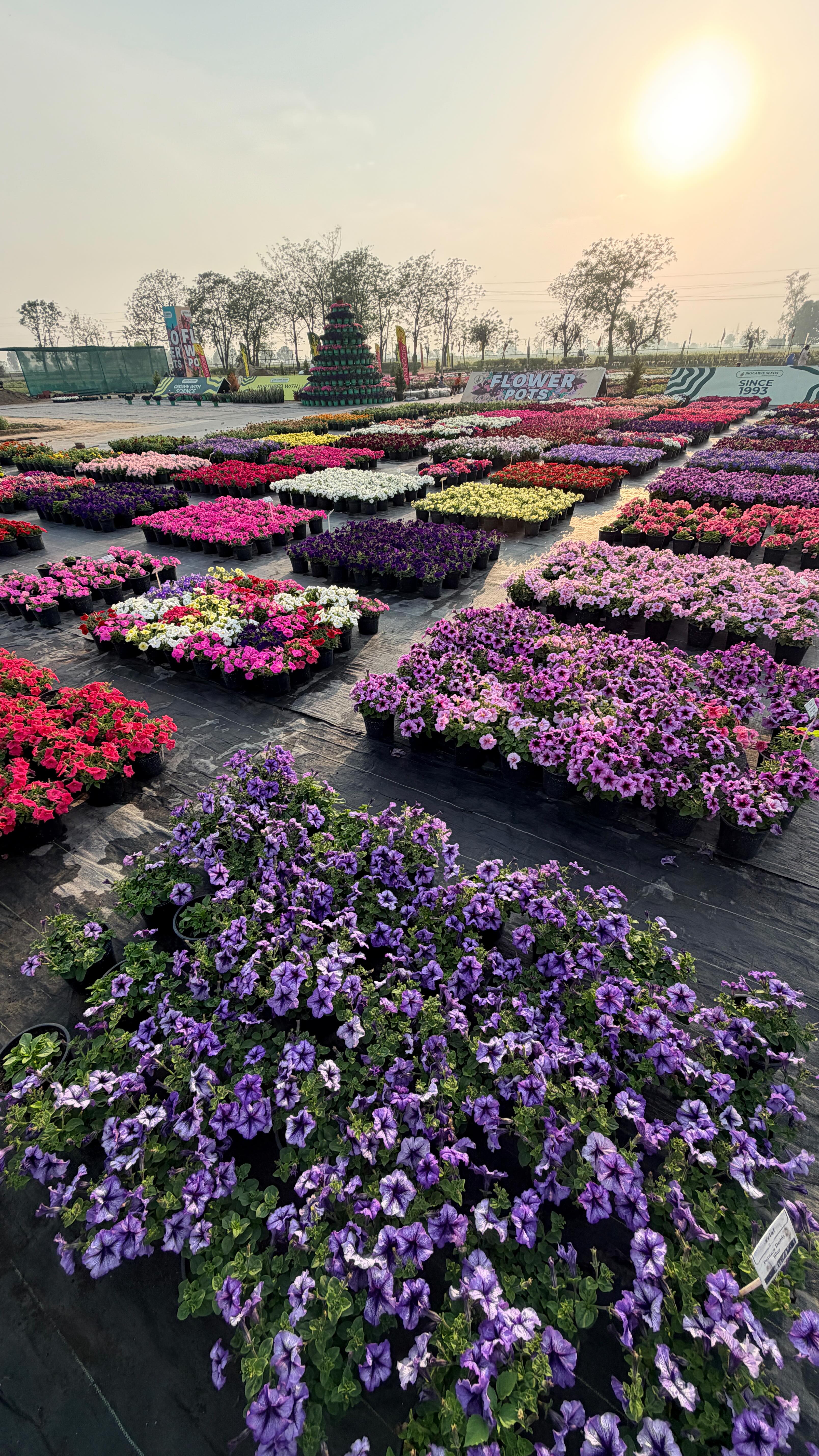 Patiala’s largest flower pot assortment 🌸🪴
From vibrant blooms to rare hybrids, we’ve got thousands of flower pots waiting to transform your home, balcony, or garden into a colorful paradise. Whether you’re a gardening enthusiast or just starting your plant journey, you’ll find something here that you simply can’t leave without.
Come explore the variety, colors, and beauty all in one place. Your garden deserves it. 🌿
📍Visit us at Biocarve Seeds, Patiala
#Patiala #PatialaGarden #FlowerPots #GardenLovers #PlantShopping HomeGarden