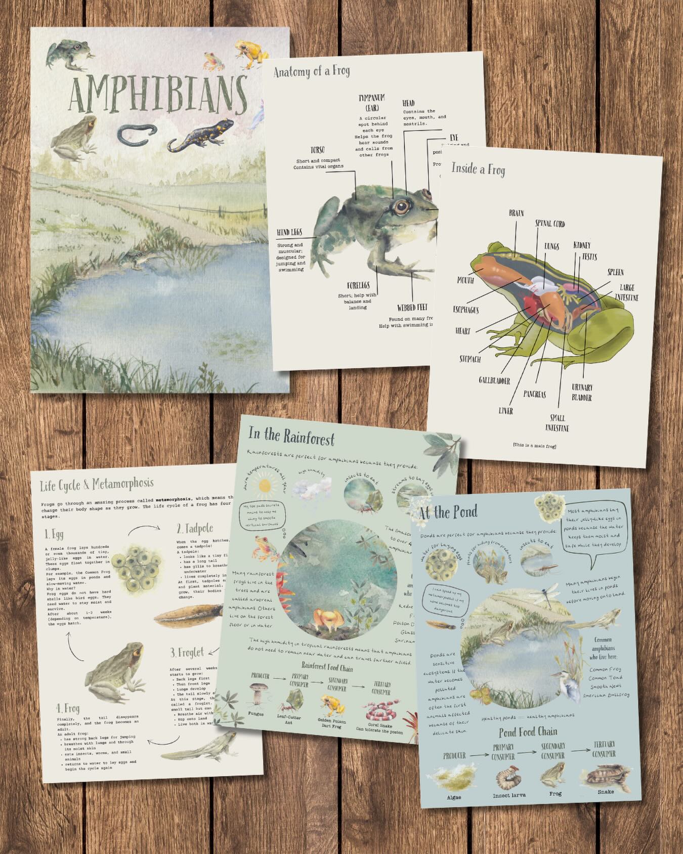 Amphibians!
.
Learn about these fascinating creatures including the salamander, caecilian and frogs & toads. Explore their anatomy, life cycle, habitat and conservation.
.
Only £1.00!
.
#amphibianslearning #naturelearning #homeschoolresources