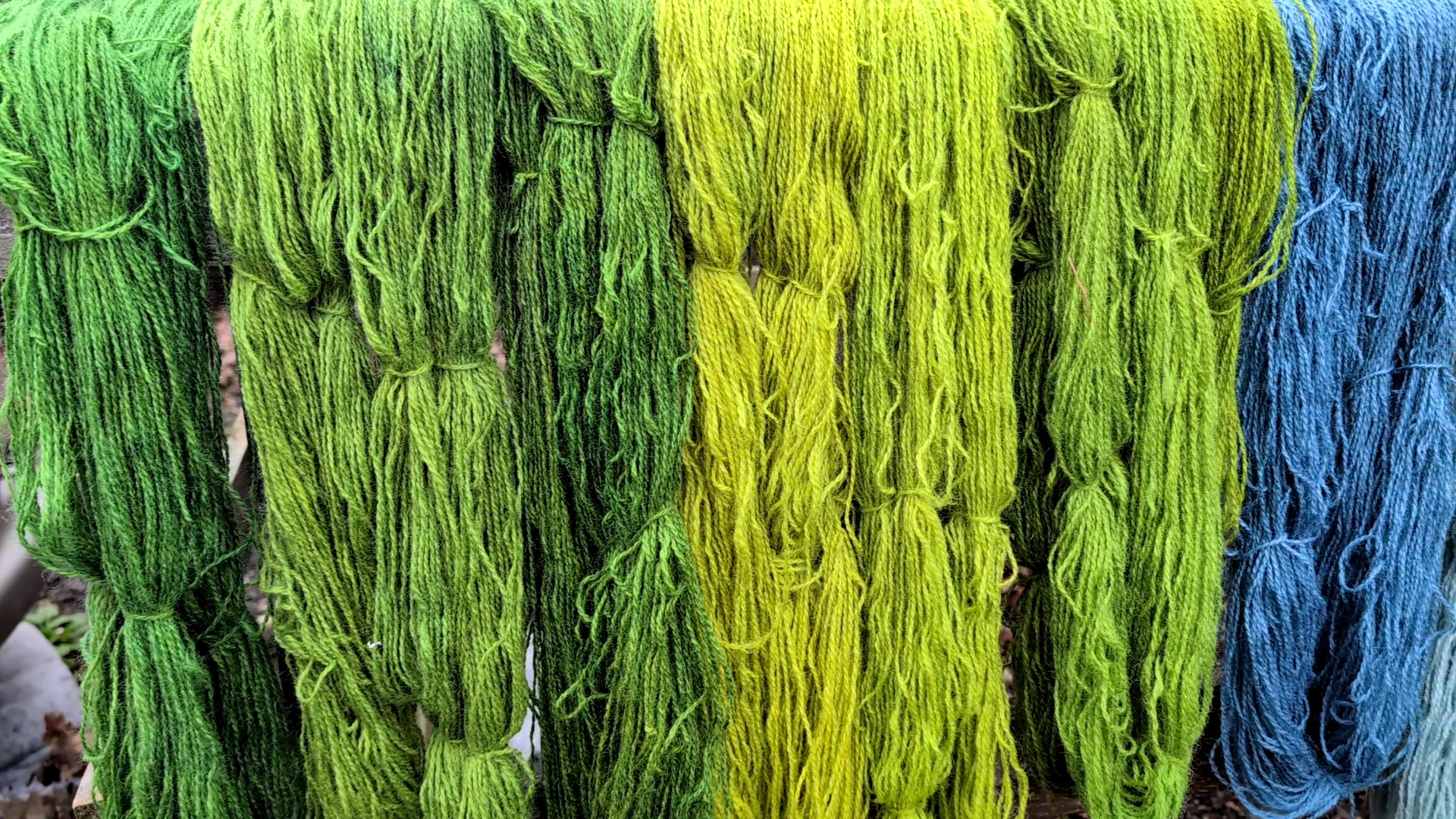 Indigo dyeing of Leicester Longwool 4 ply and an Aran blend from a local mixed flock as part of my preparation for the upcoming @eastangliayarnfestival. I dyed 2 Kilos of yarn today which I think is a personal record. I'm hoping there's enough dye left to do some DK yarn tomorrow
#britishwool #woolcraft #handmade #creative #naturaldye #naturaldyeing